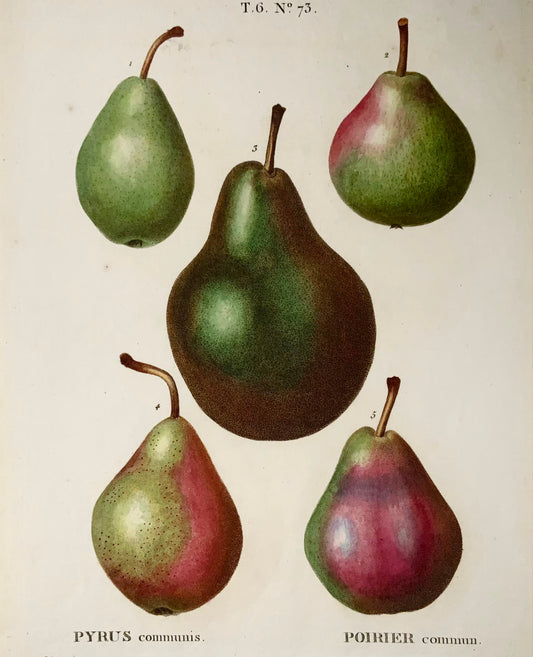 1801 Poires, verseurs, Bessa, gravure en pointillé folio, couleur à la main, botanique, fruit