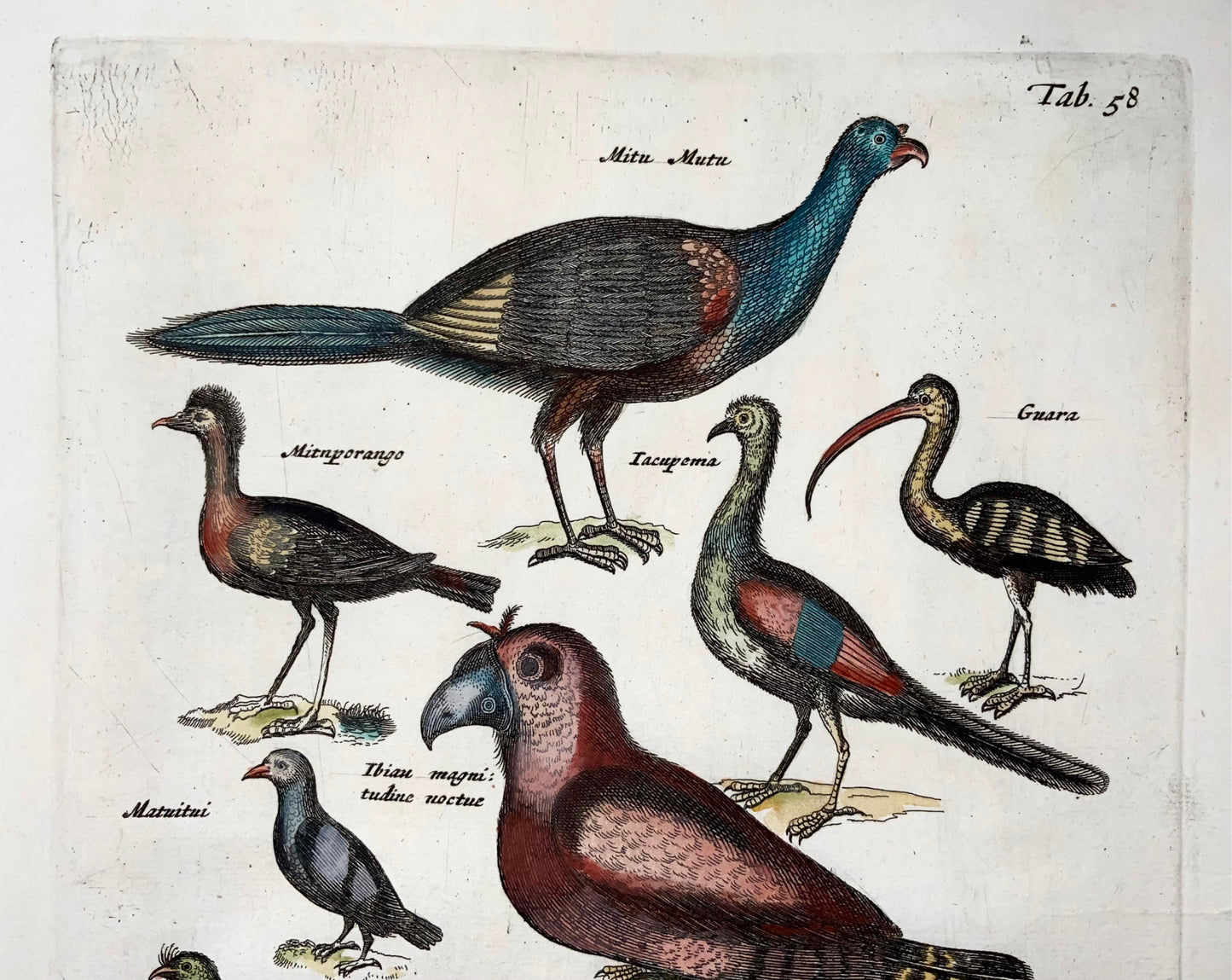 1657 Oiseaux exotiques d'Amazonie, hibou, Matt. Merian, in-folio, gravure coloriée à la main