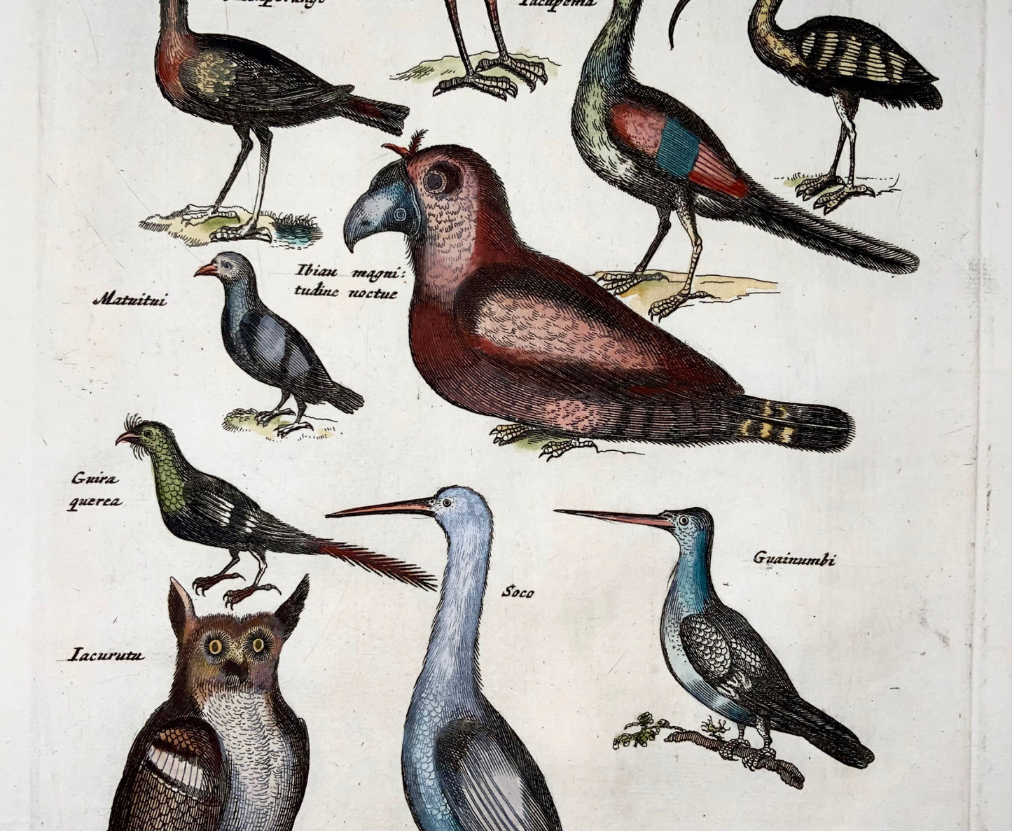 1657 Oiseaux exotiques d'Amazonie, hibou, Matt. Merian, in-folio, gravure coloriée à la main