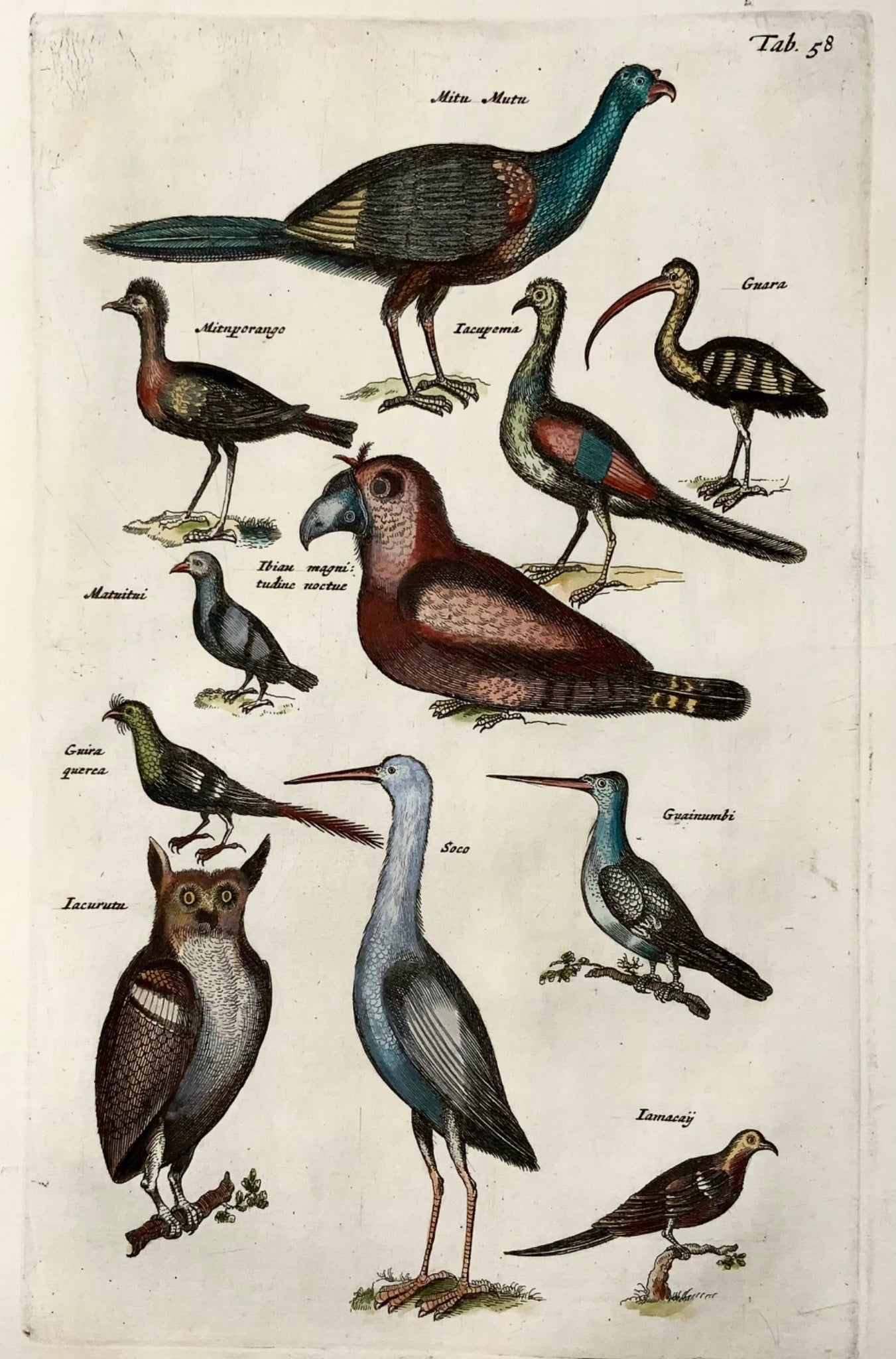 1657 Oiseaux exotiques d'Amazonie, hibou, Matt. Merian, in-folio, gravure coloriée à la main