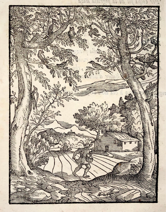 1570 Verdizzotti (né en 1525), gravure sur bois, Hirondelle et autres oiseaux, fable