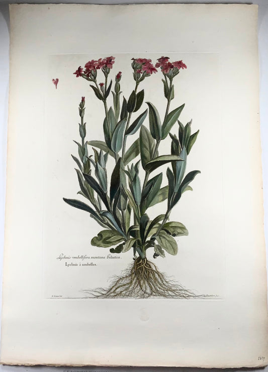 1720 c Rose Campion, Nicolas Robert (1610-1684) ; 54cm, immense gravure in-folio, botanique