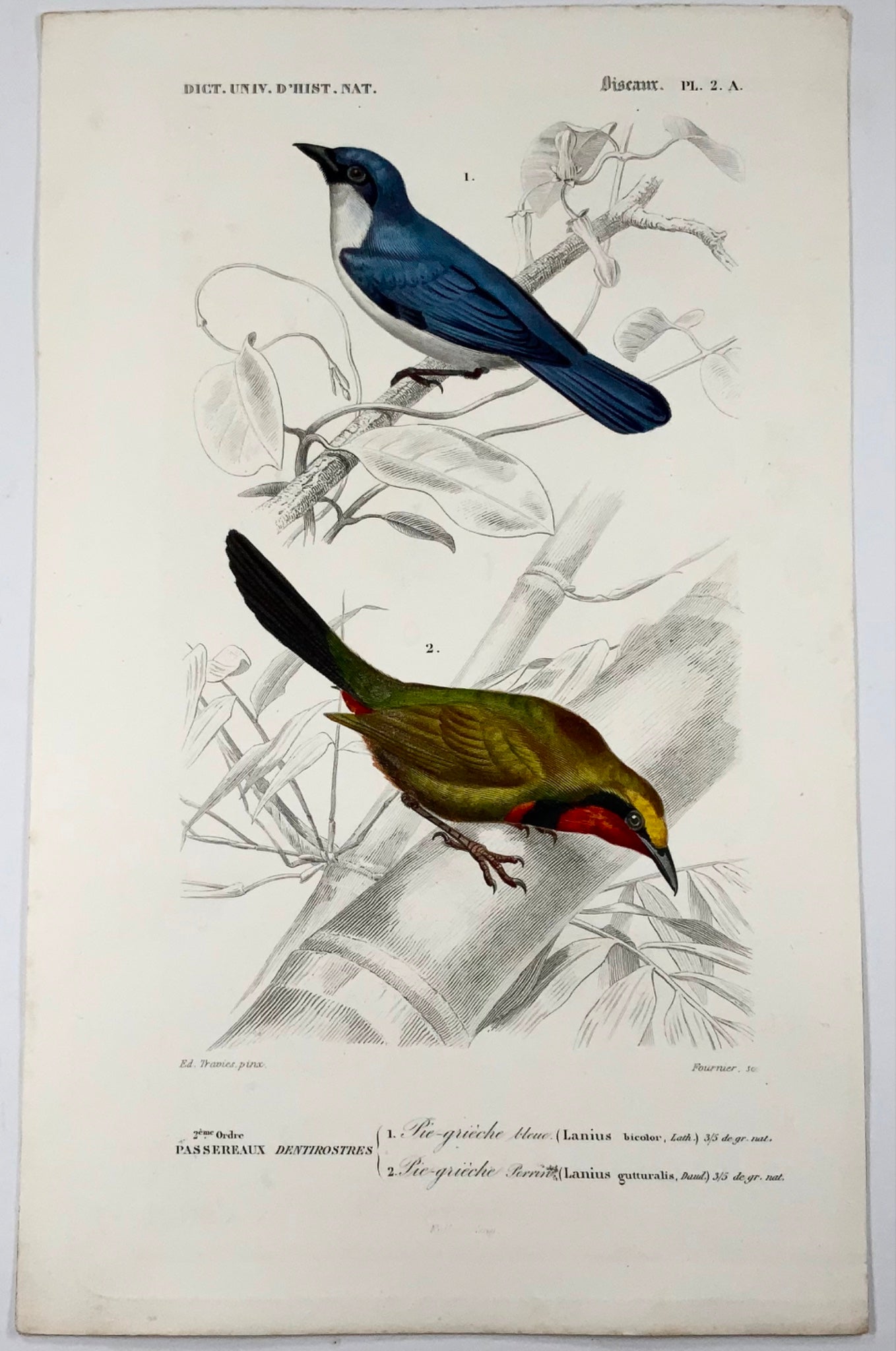 1840 Pie-grièche, ornithologie, Ed Travies, couleur à la main, gravure, mammifères 