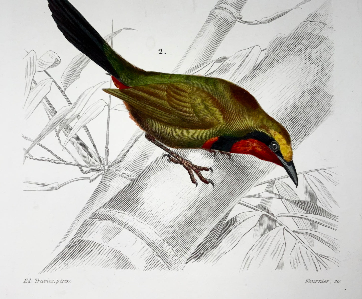 1840 Pie-grièche, ornithologie, Ed Travies, couleur à la main, gravure, mammifères 