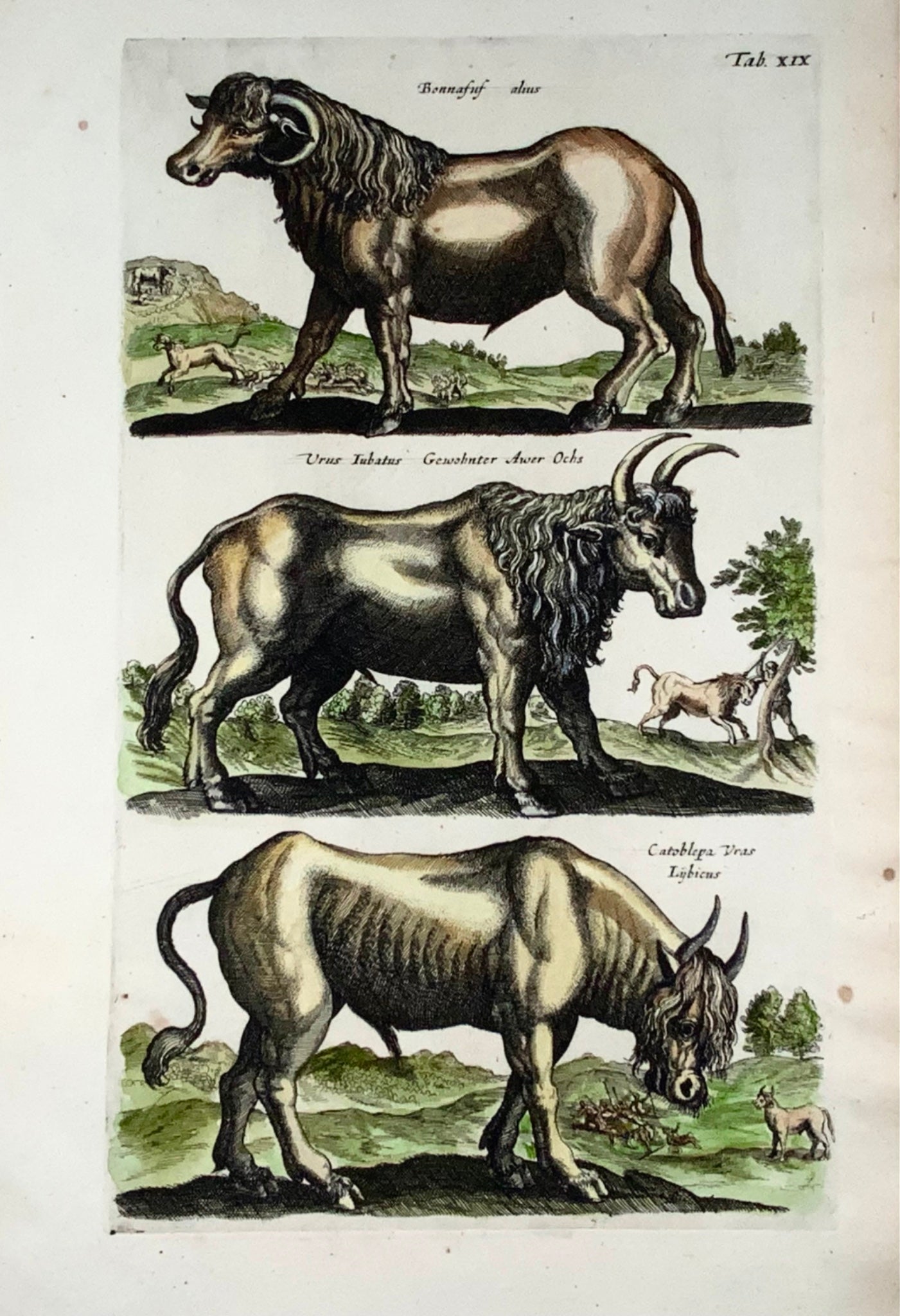 1657 Ochs, Bison, etc., mammifères. Mat. Merian, in-folio avec 3 gravures en couleurs 