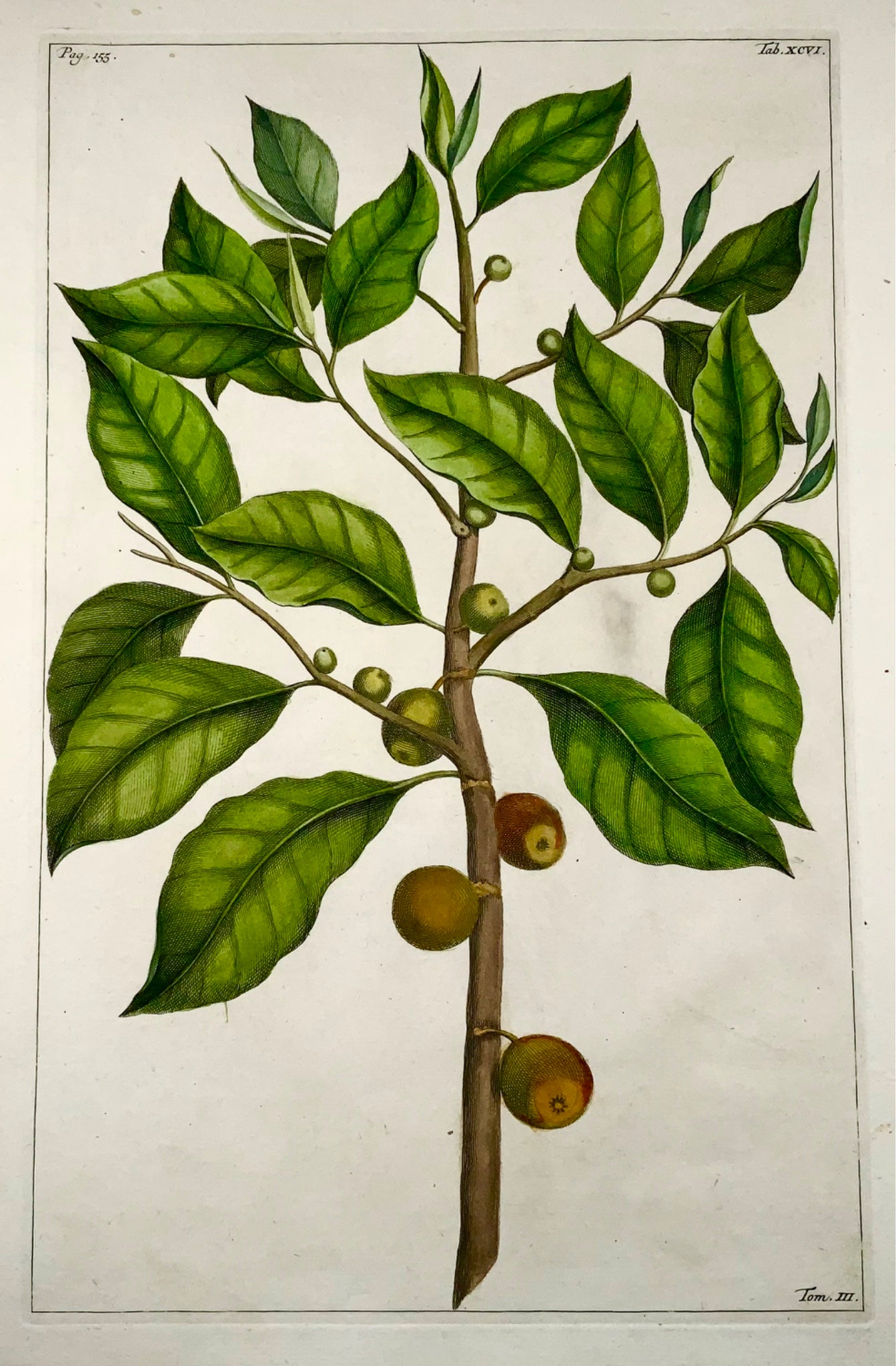 1741 Fig tree, fruit, Rumpf, Herbarium Amboinense, Indonesia, hand colour, folio