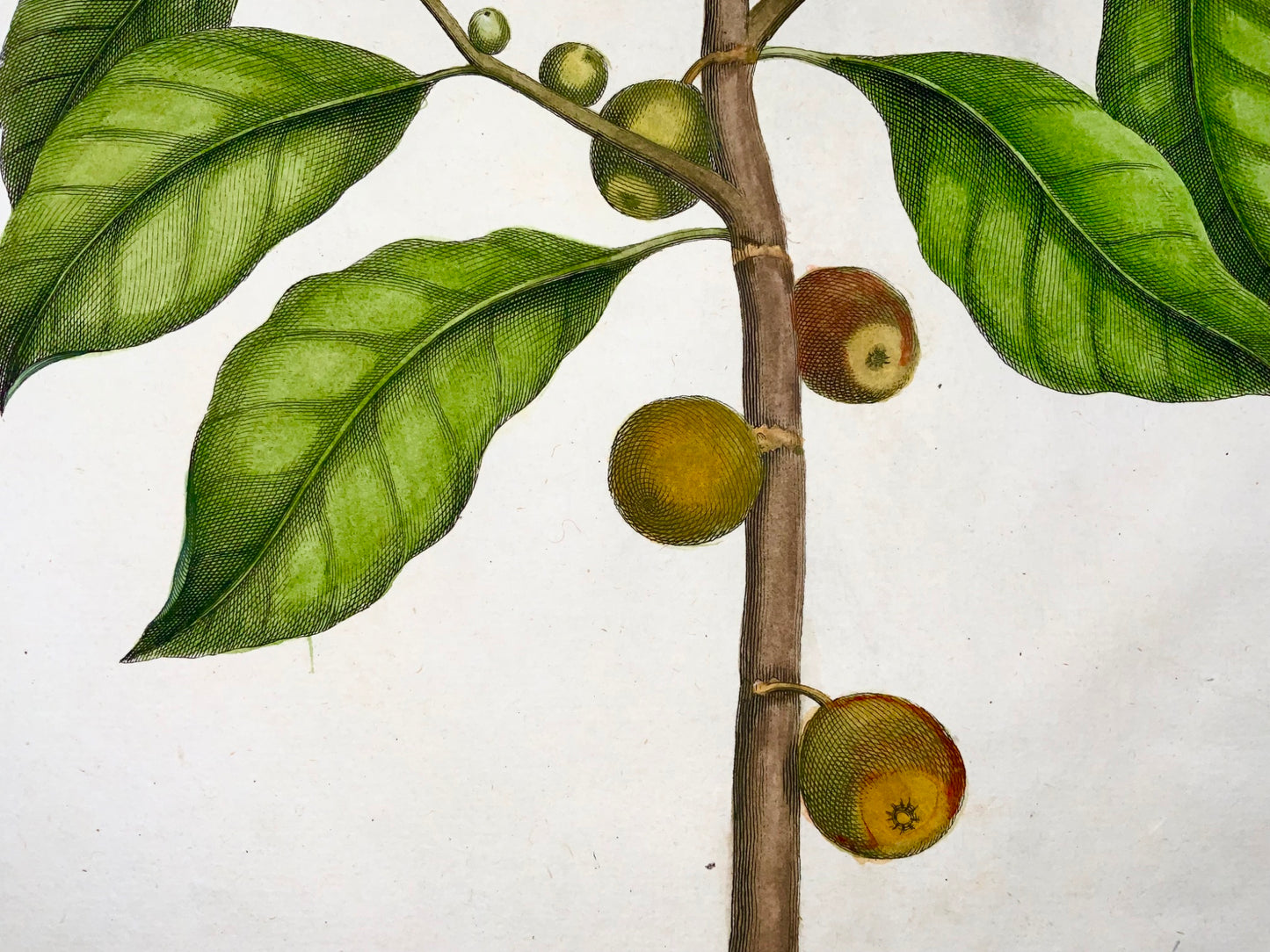 1741 Figuier, fruit, Rumpf, Herbarium Amboinense, Indonésie, couleur main, folio