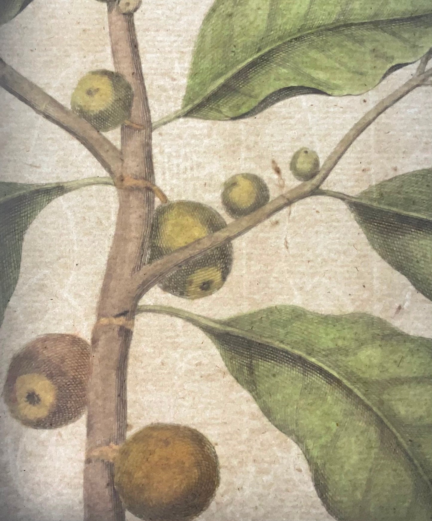 1741 Figuier, fruit, Rumpf, Herbarium Amboinense, Indonésie, couleur main, folio
