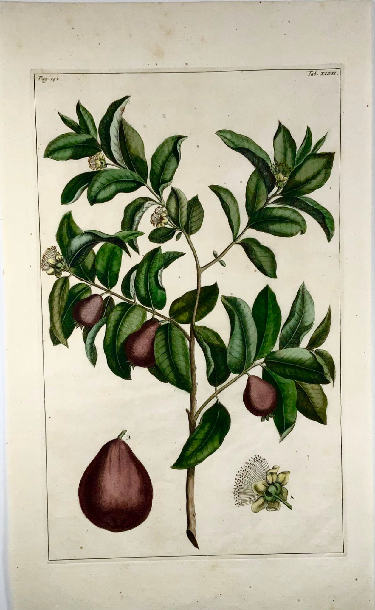 1741 Goyave, fruit, Rumpf, Herbarium Amboinense, Indonésie, couleur main, folio