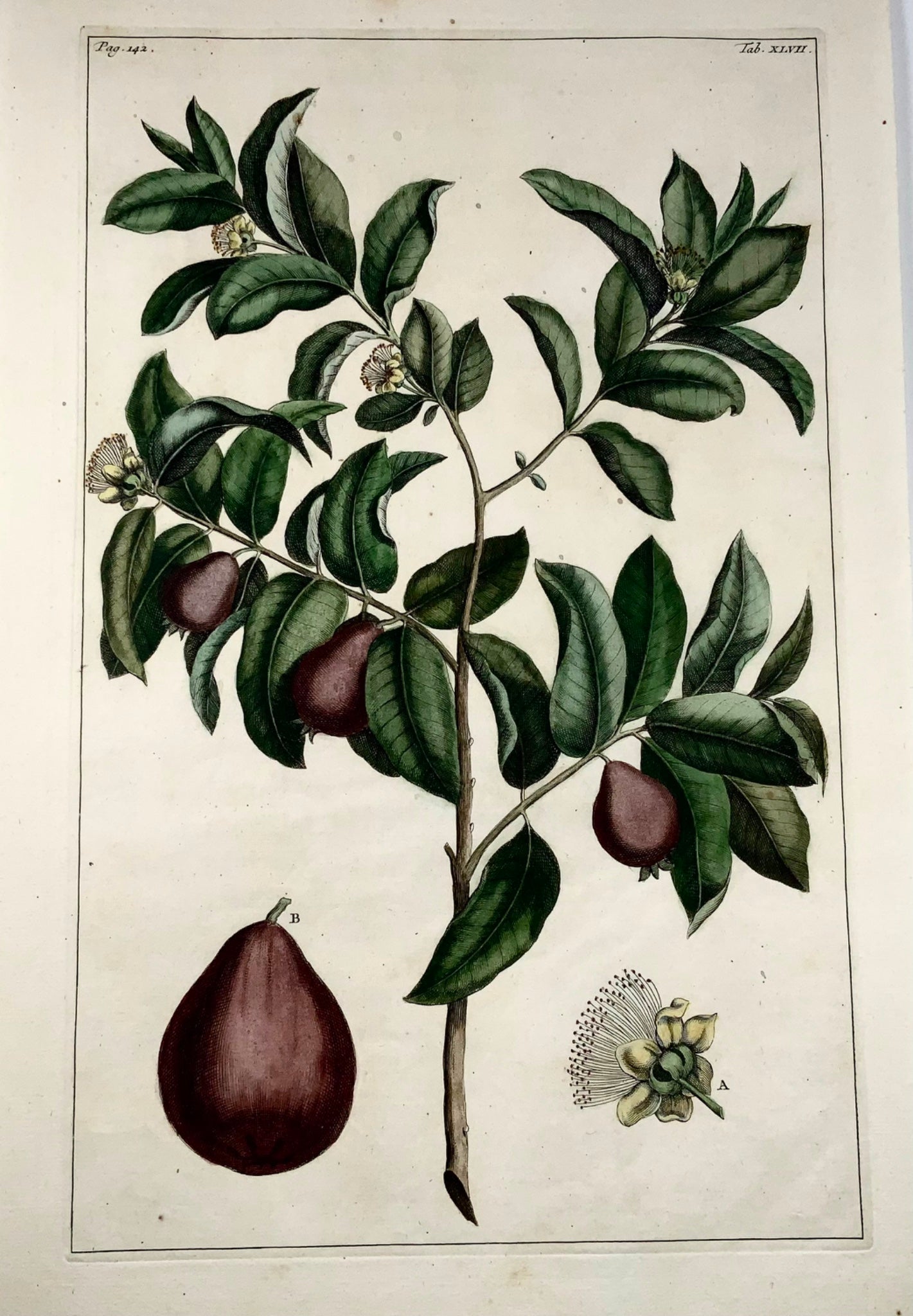 1741 Guava, fruit, Rumpf, Herbarium Amboinense, Indonesia, hand colour, folio