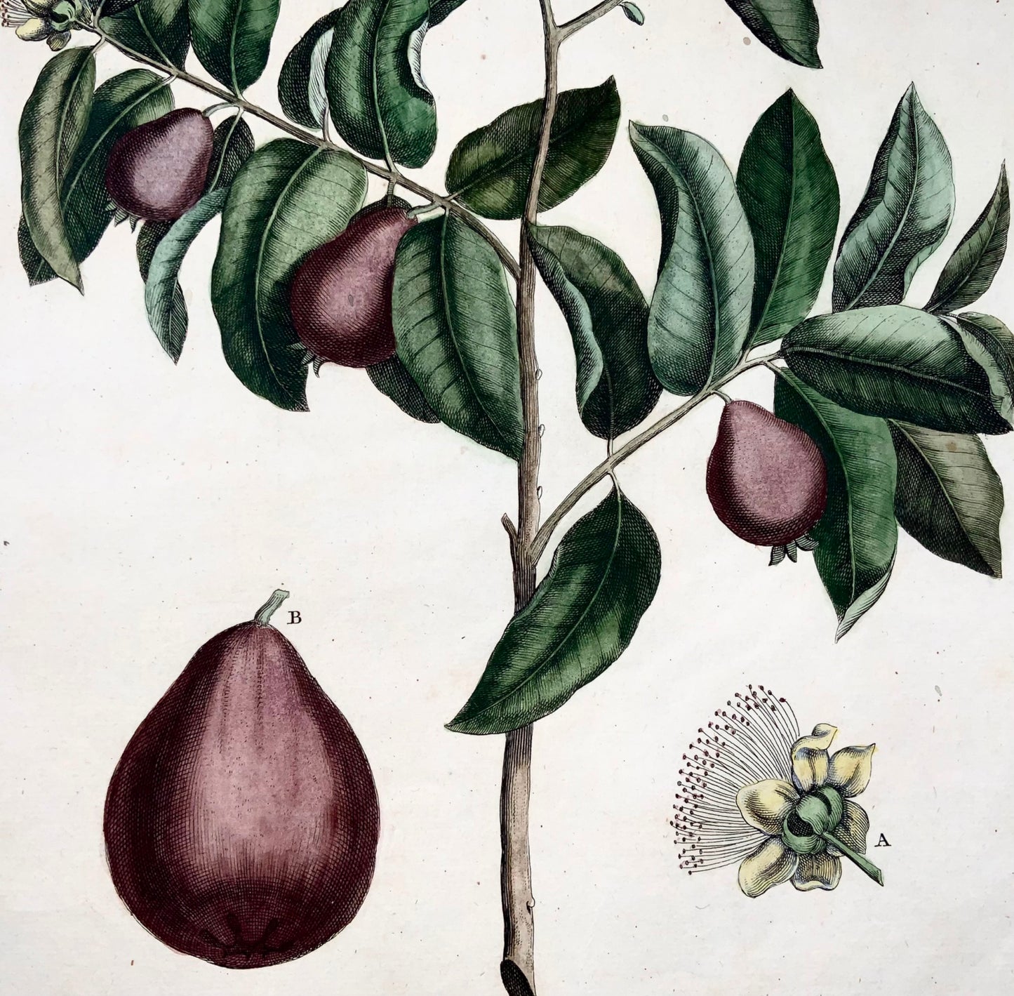 1741 Guava, fruit, Rumpf, Herbarium Amboinense, Indonesia, hand colour, folio