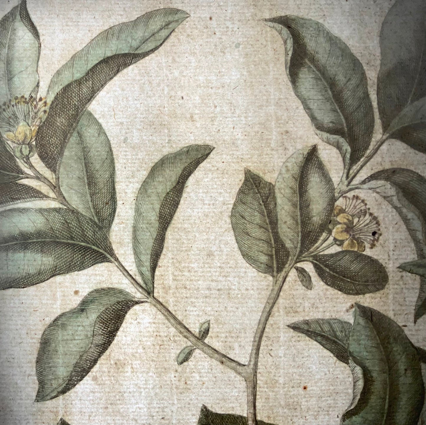 1741 Goyave, fruit, Rumpf, Herbarium Amboinense, Indonésie, couleur main, folio