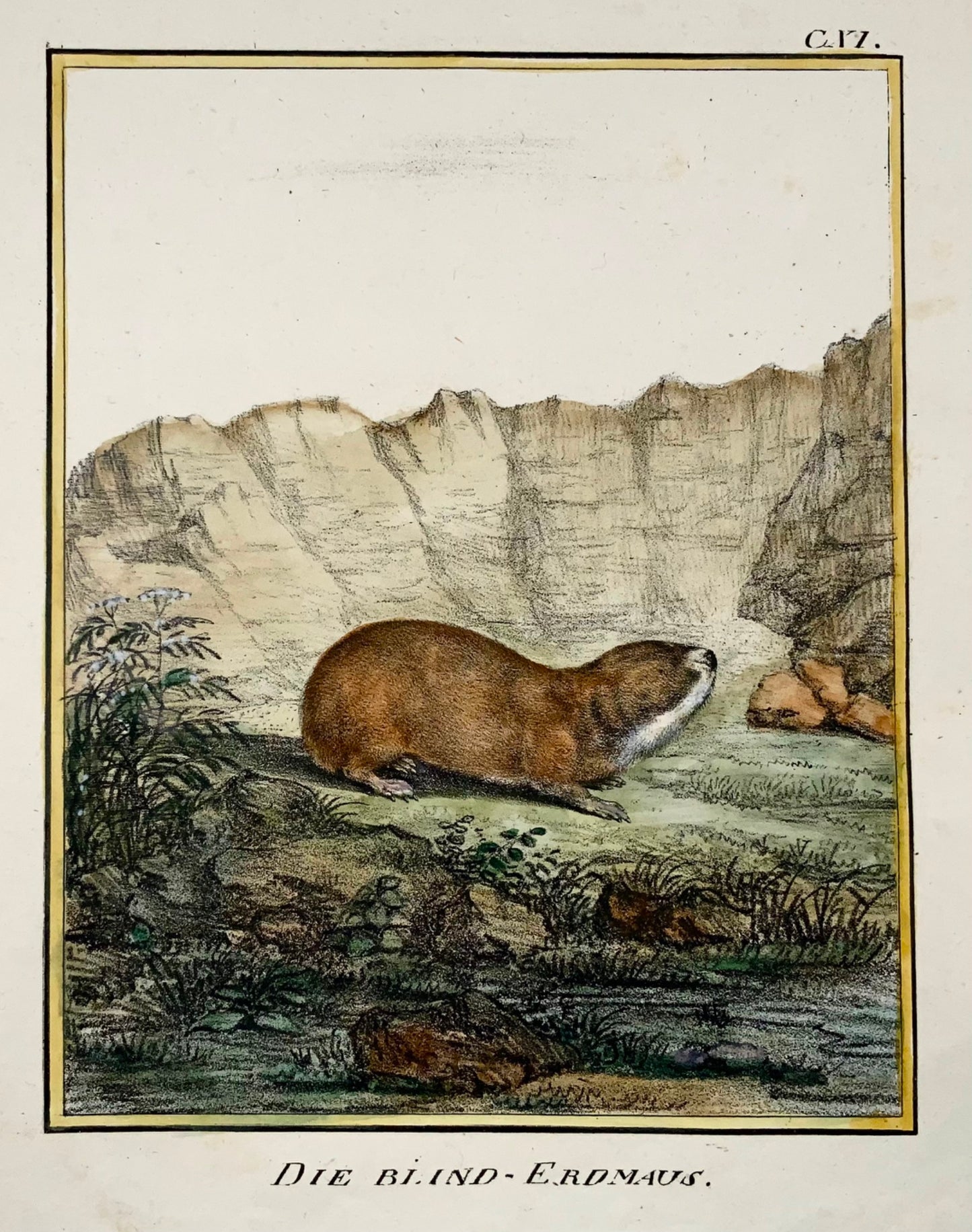 1818 Vole, Karl Schmidt, quarto, hand coloured, incunabula of lithography, mammal