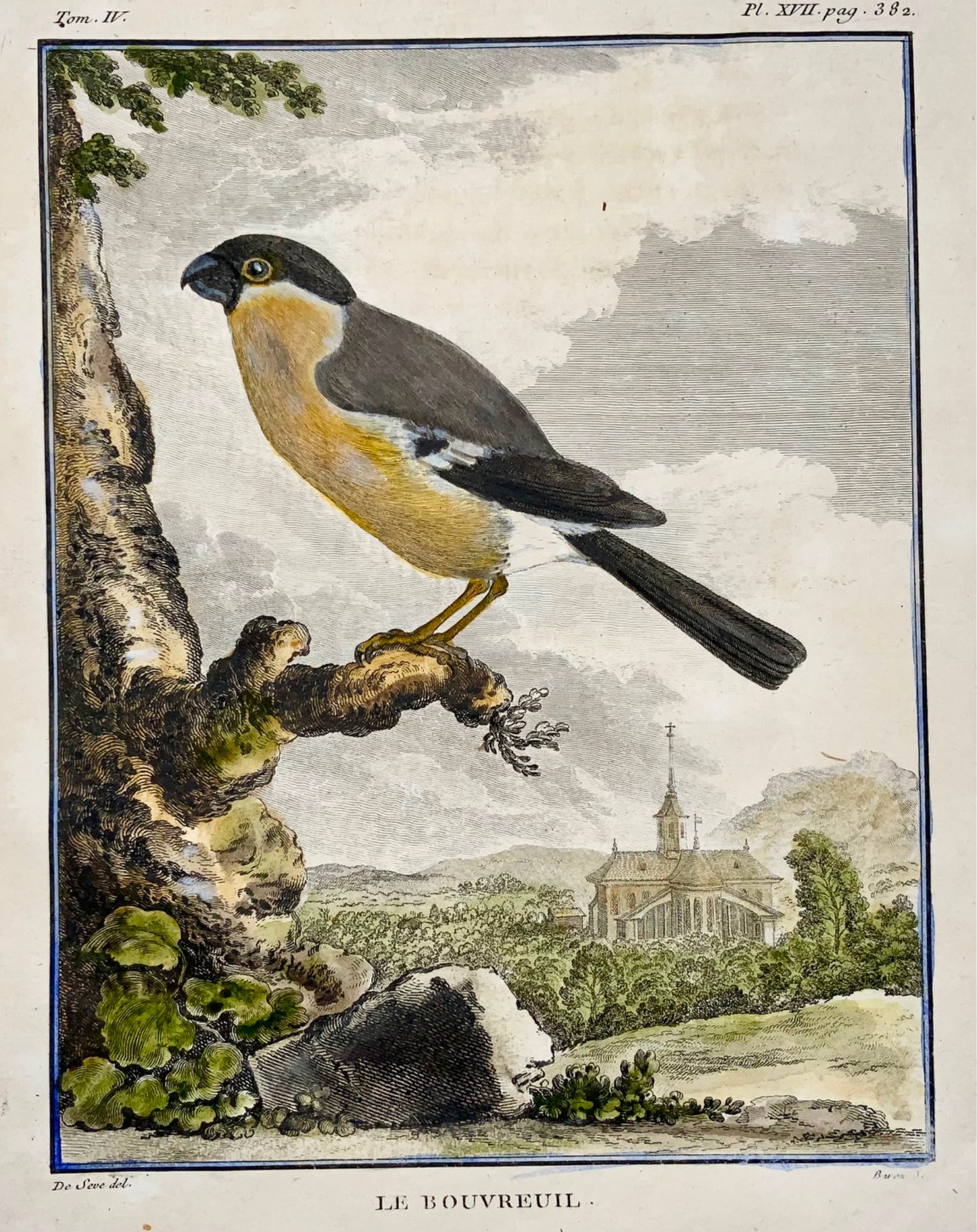 1771 Pyrrhula, Bullfinch, De Seve, ornithology, large quarto edition, engraving