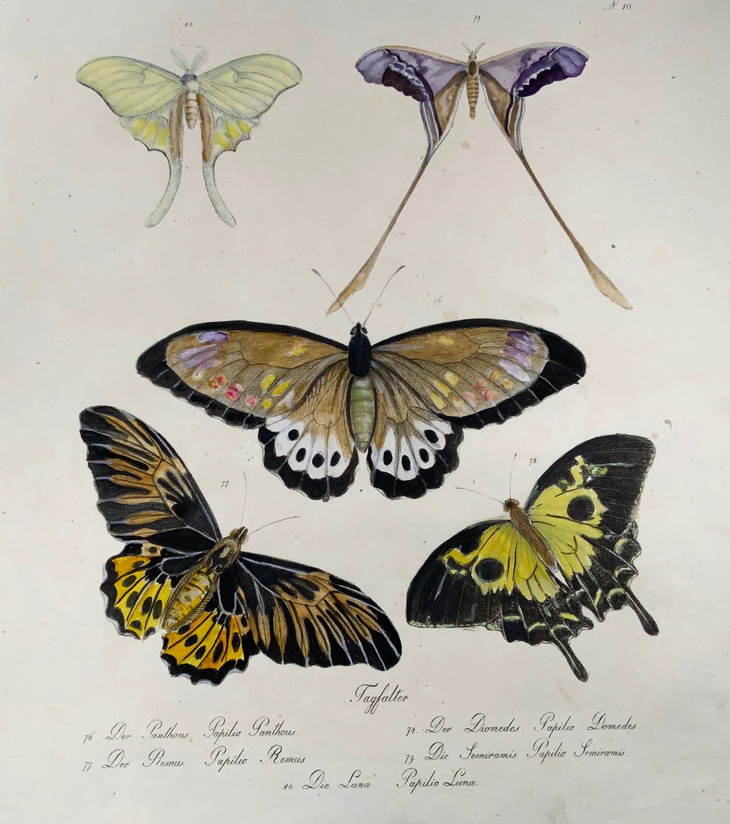 1816 Butterflies, imperial folio, 42.5 cm, incunabula of lithography, scarce, Brodtmann