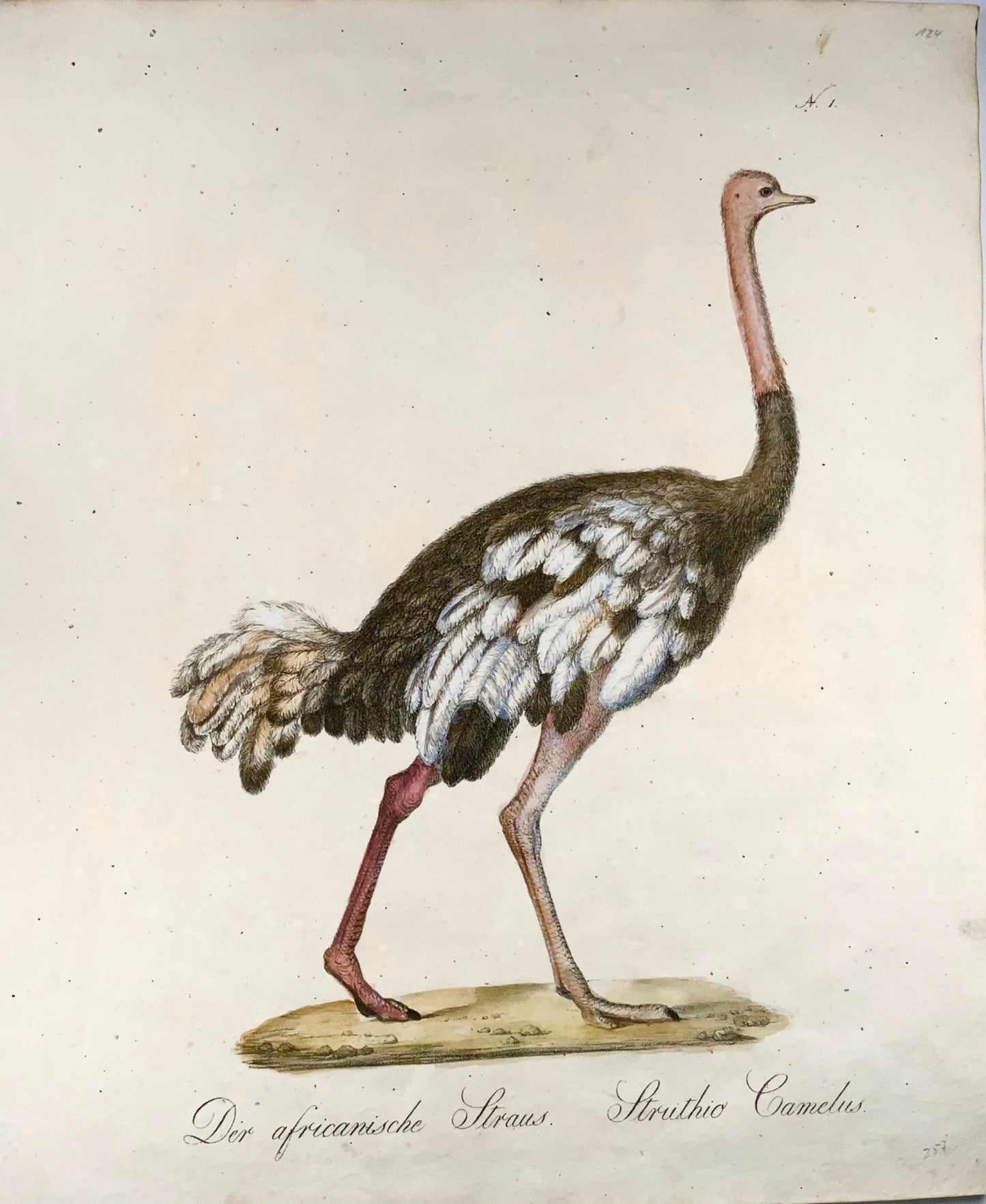 1816 Ostrich, Imperial folio 42.5 cm, Brodtmann, incunabula of lithography