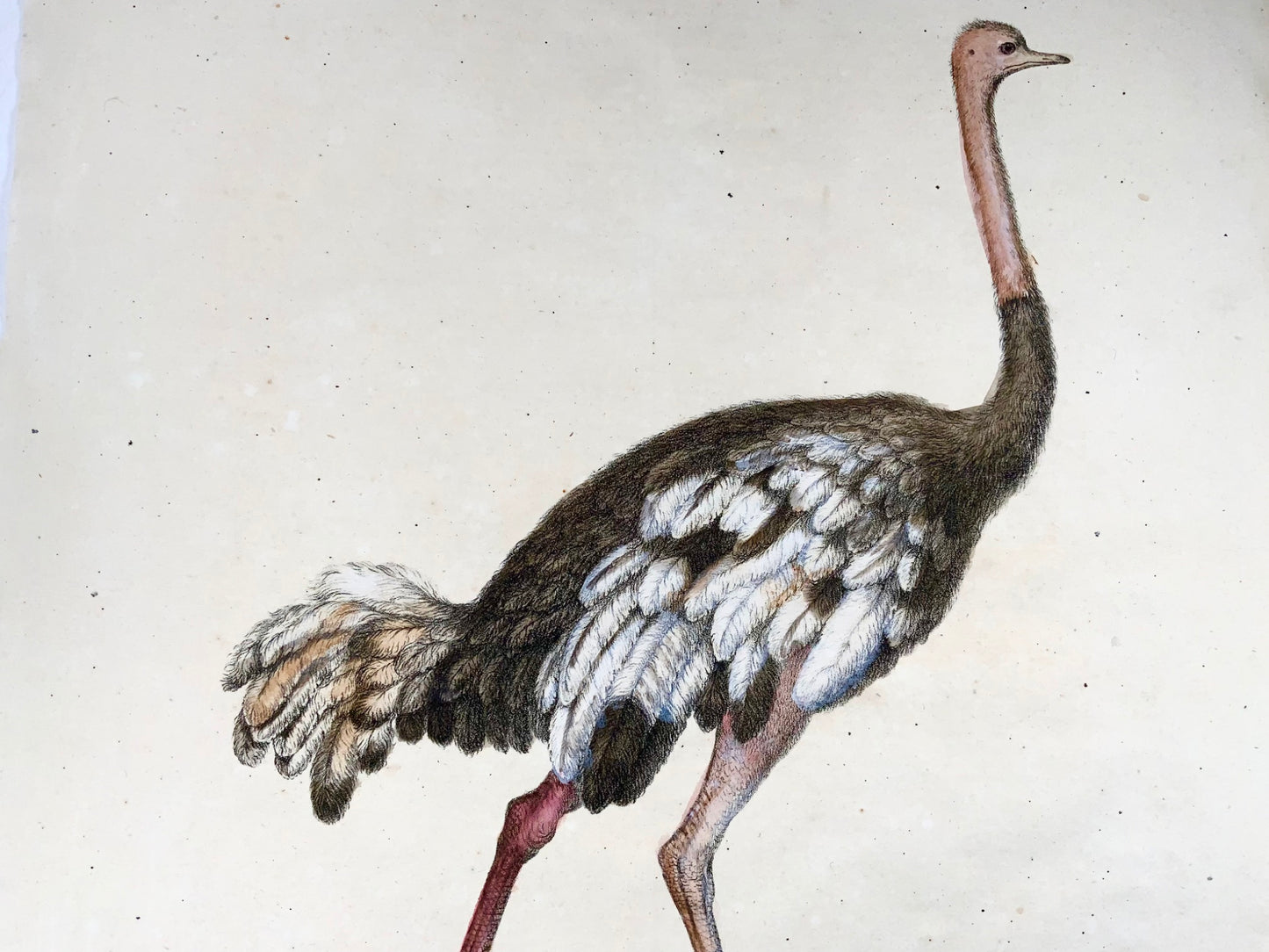 1816 Ostrich, Imperial folio 42.5 cm, Brodtmann, incunabula of lithography