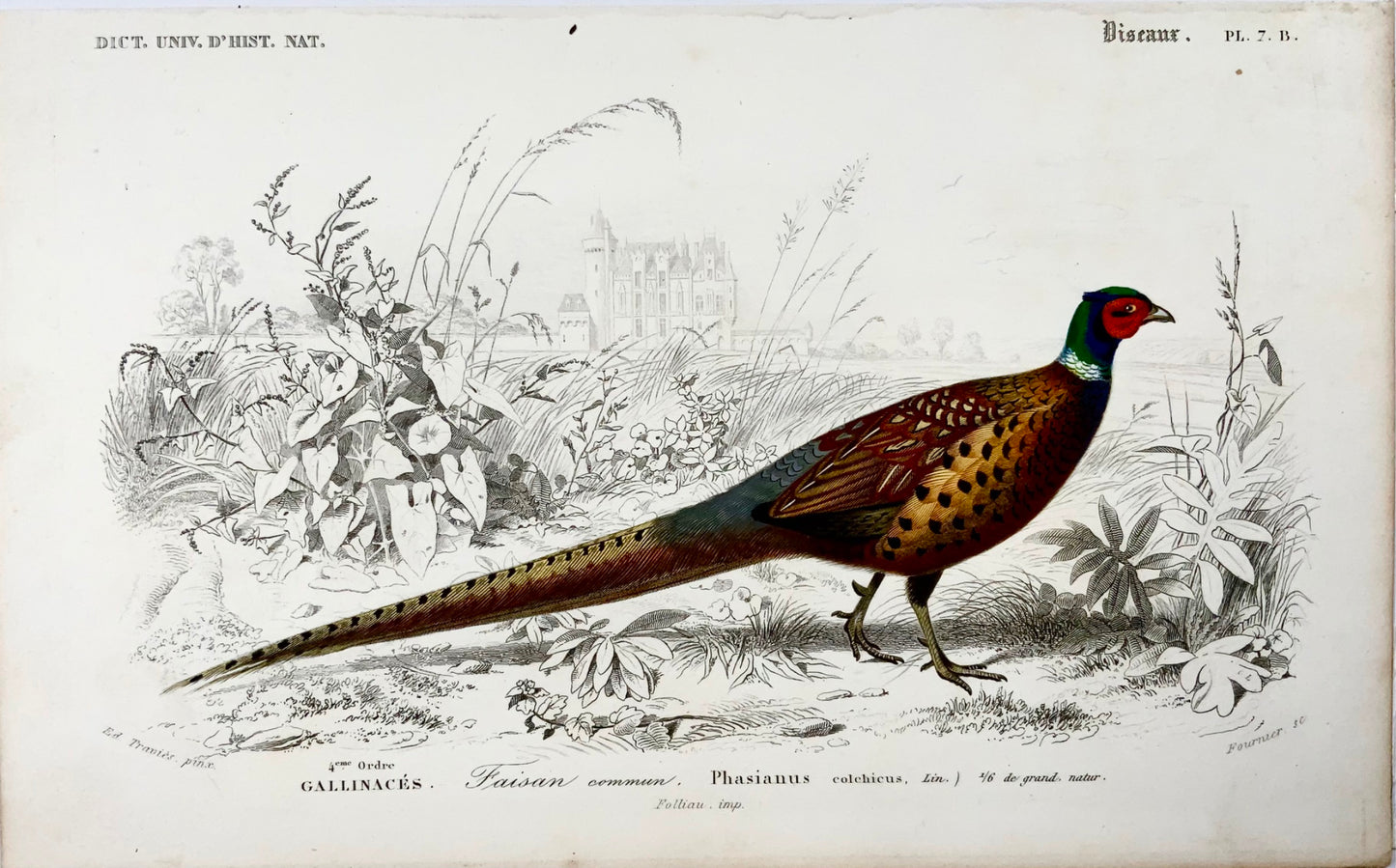 1840 Faisans, ornithologie, Éd. Travies, couleur originale de la main