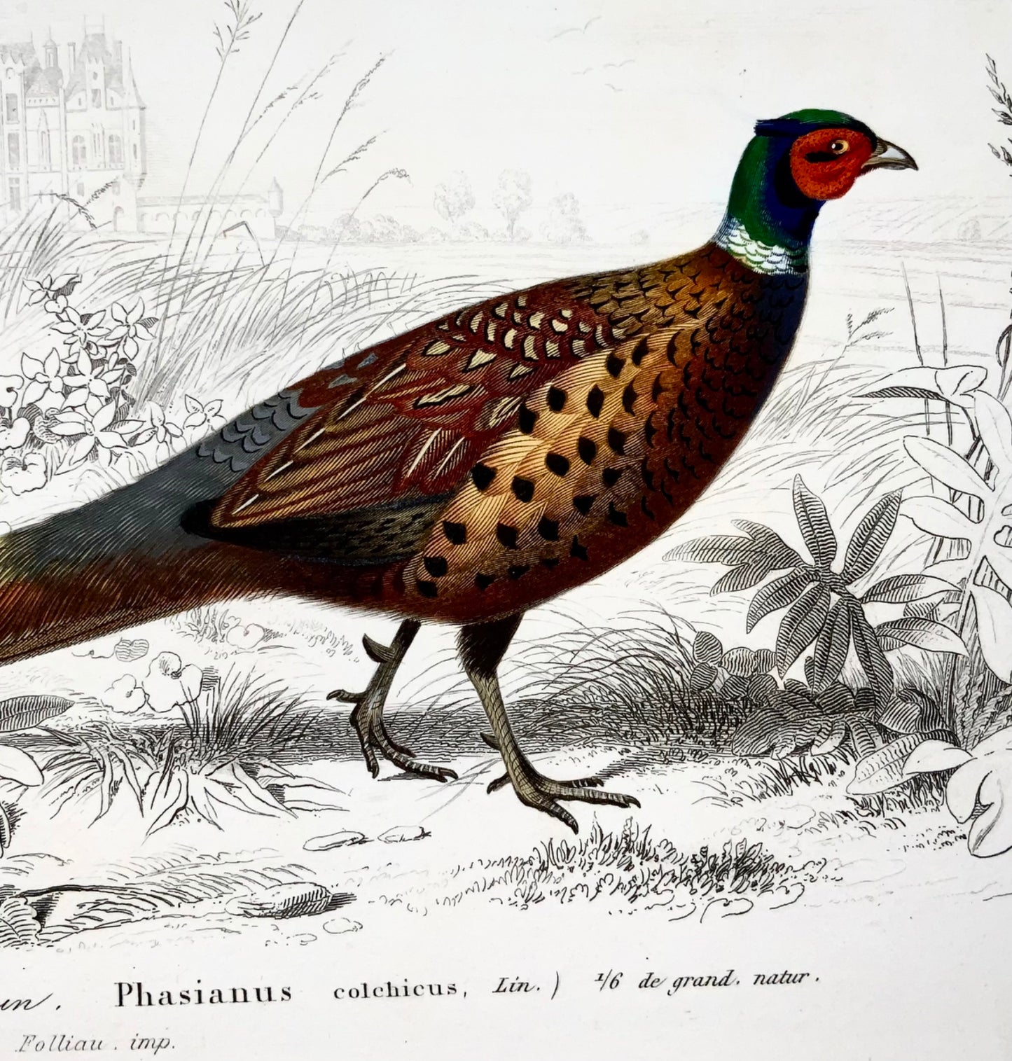 1840 Pheasants, ornithology, Ed. Travies, original hand colour