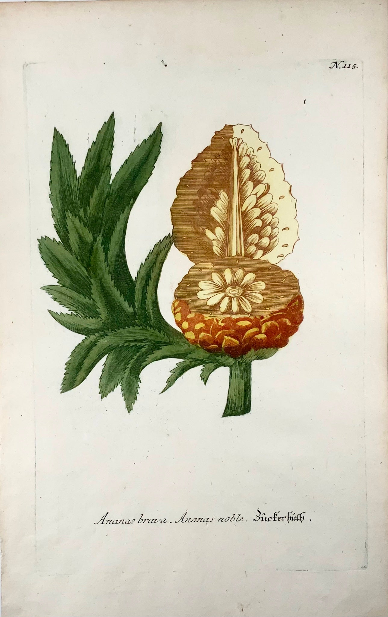 1739 Pineapple, ananas, colour printed mezzotint, large folio, Weinmann, botany
