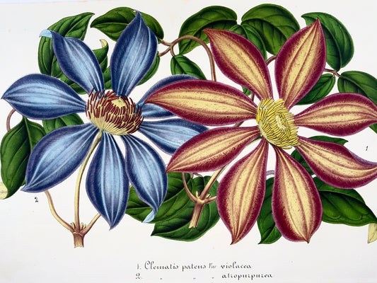1858 Clematis patens, lithographie, couleur originale à la main, botanique