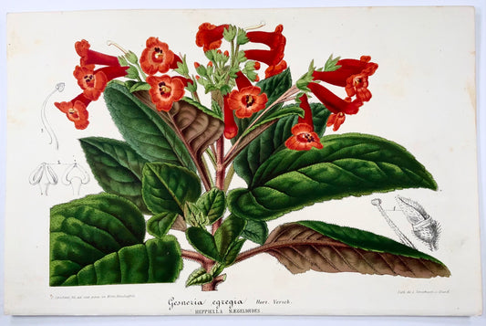 1856 "Gesneria egregia", lithographie, couleur originale à la main, botanique