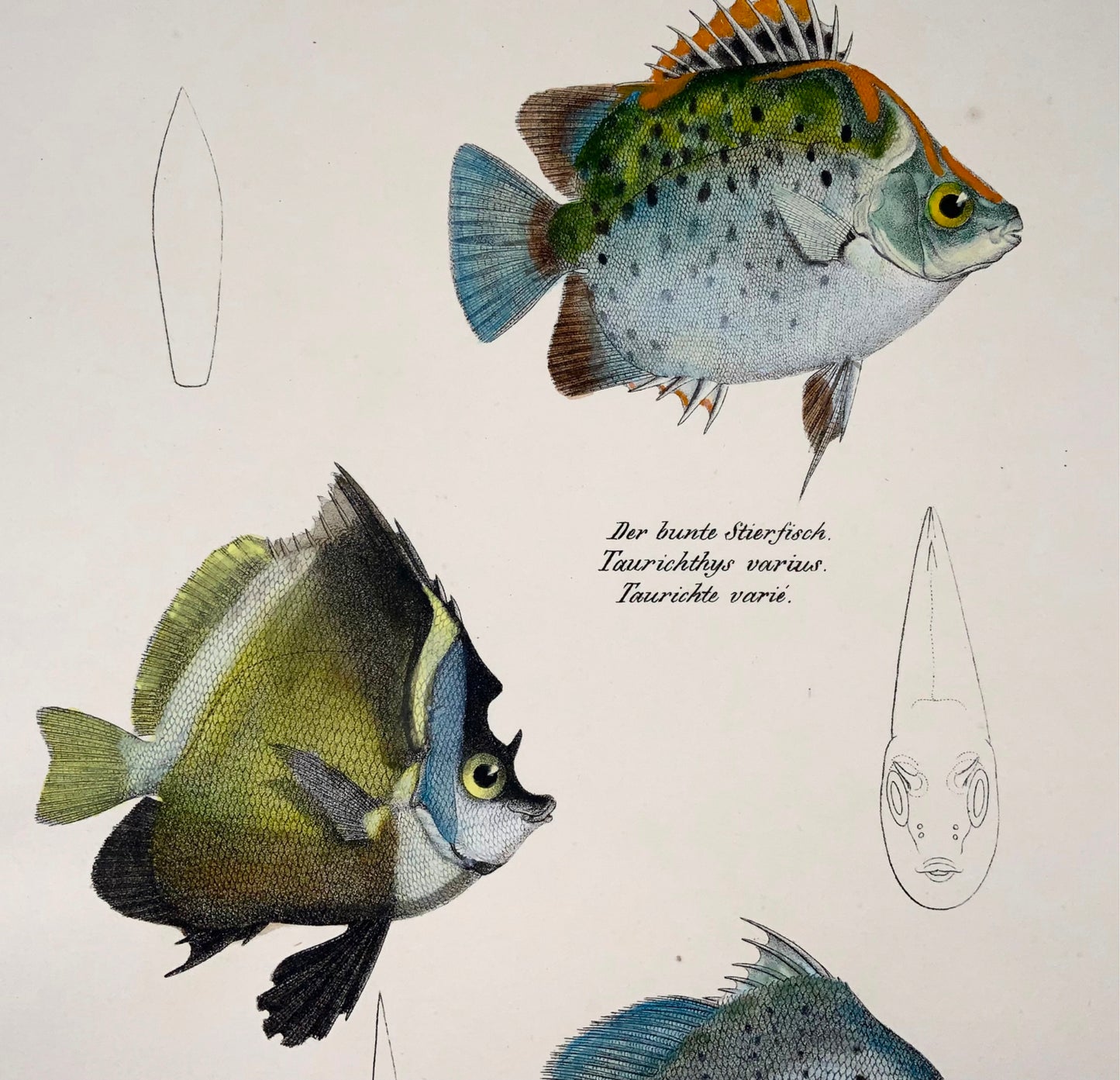 1833 Scatophagus, Drepane, reef fish, Schinz, folio, handcoloured lithograph