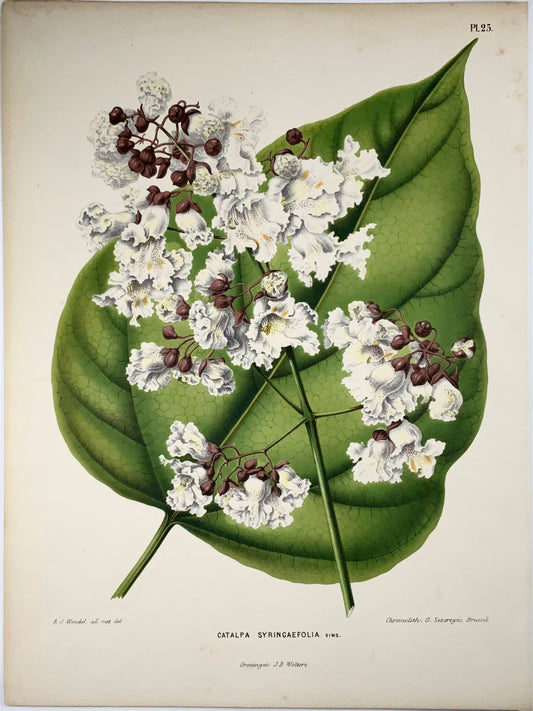 1868 Catalpa, fleur, botanique, folio, Wendel, chromolithographie fine 