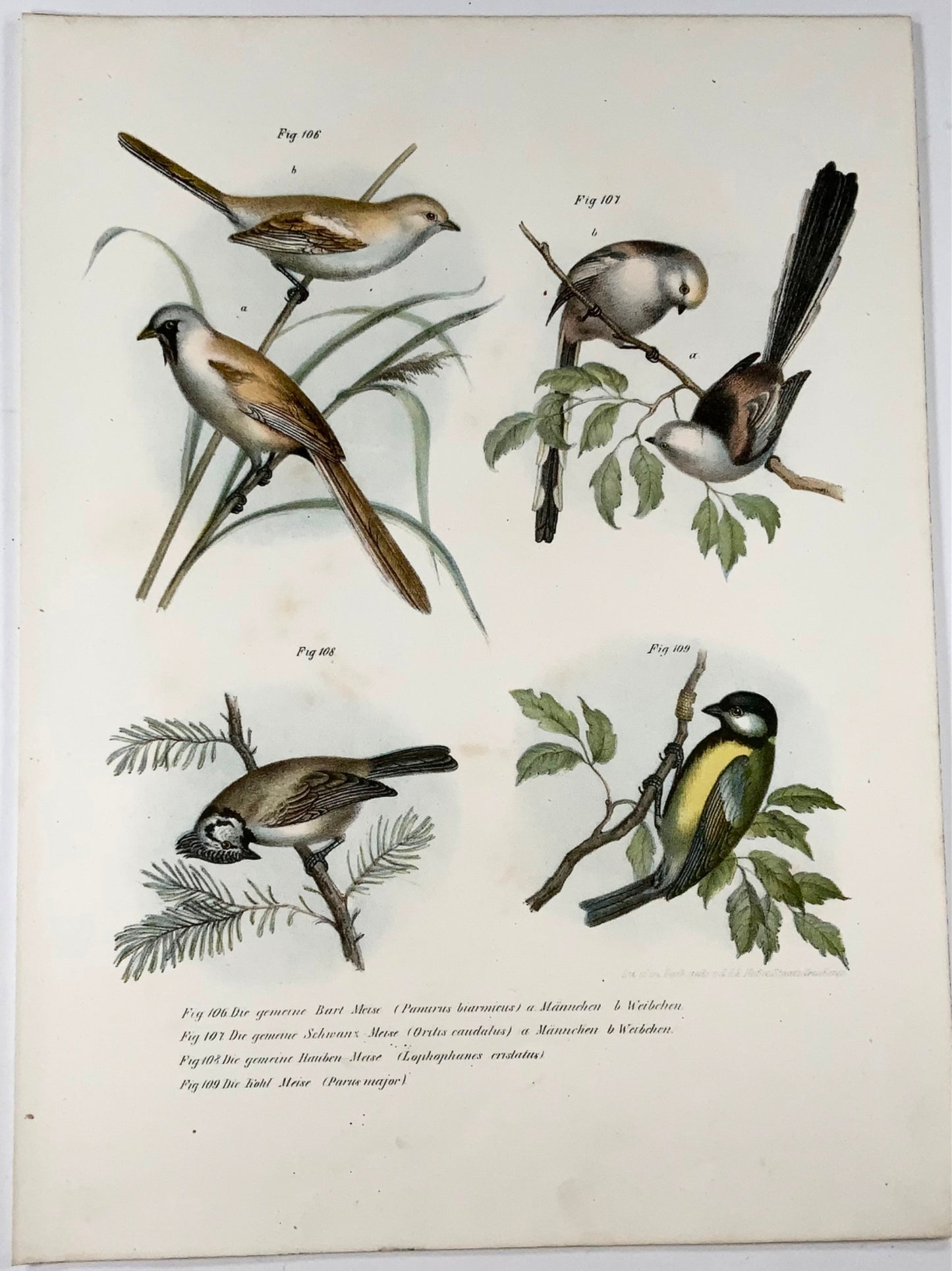 1860 Tits, Fitzinger, colour lithograph, hand finish, ornithology