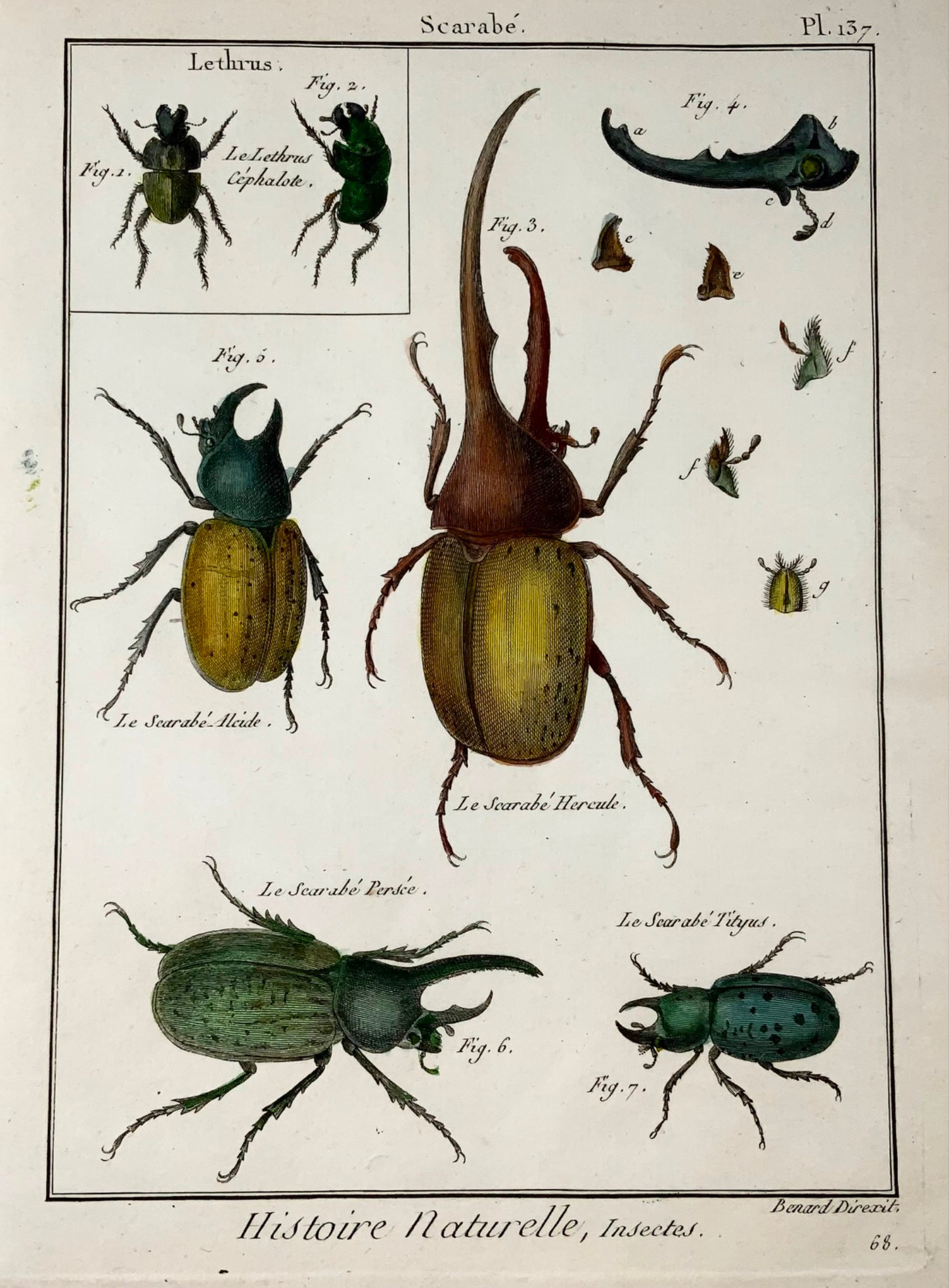 1789 Scarab Beetles, Scattaglia, Benard, quarto, hand colour, engraving