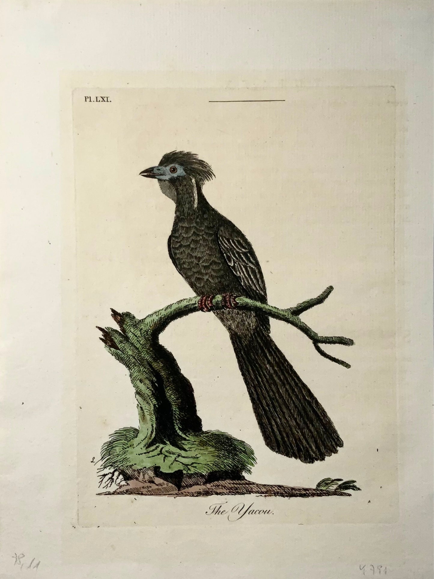 1785 Yacou, Guan, John Latham, Synopsis, ornithology, hand coloured engraving