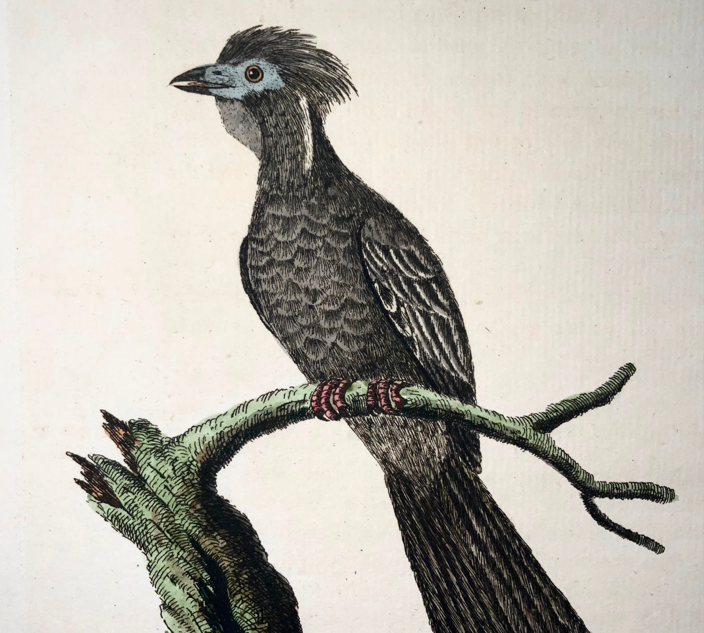 1785 Yacou, Guan, John Latham, Synopsis, ornithologie, gravure coloriée à la main