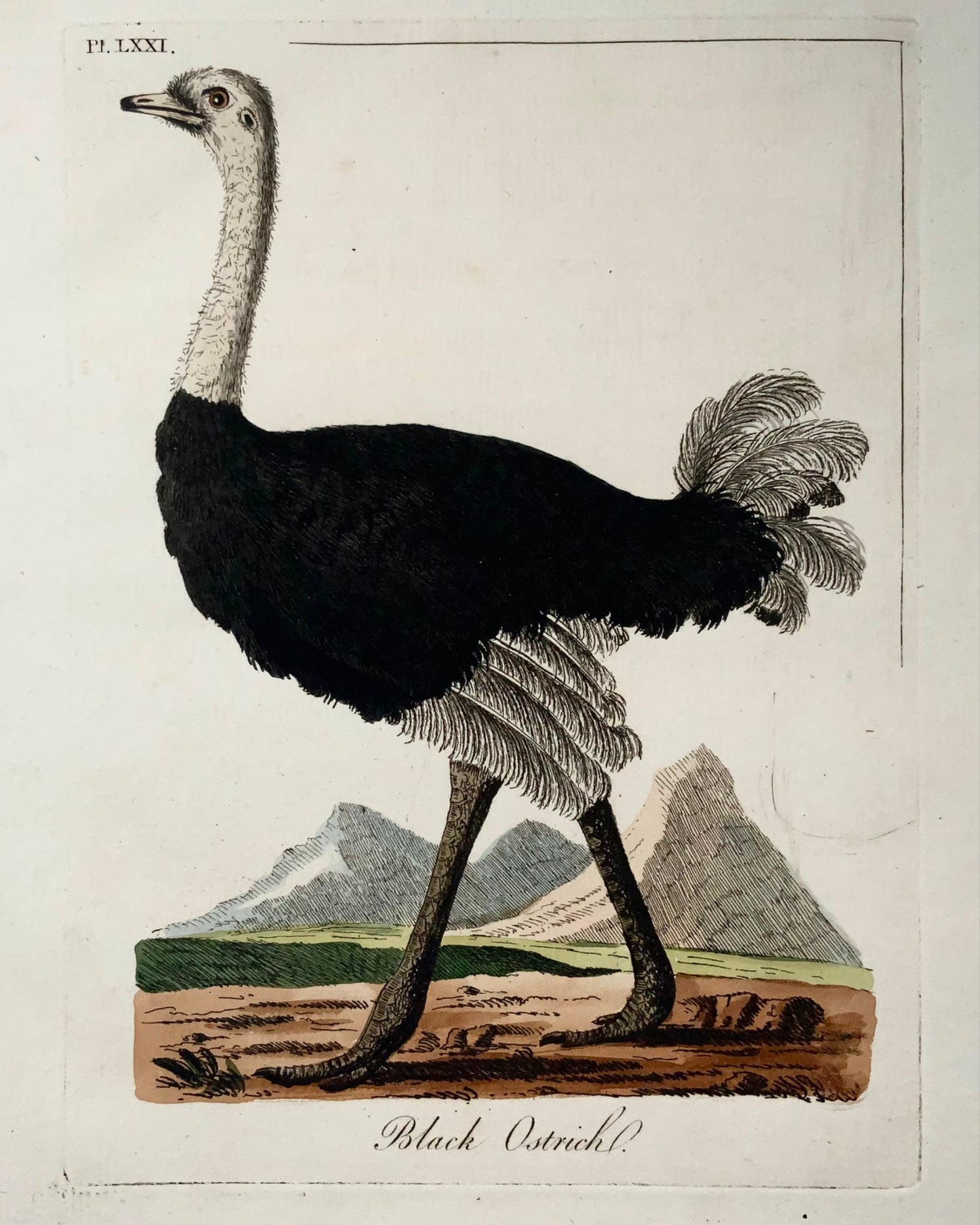 1785 Black Ostrich, John Latham, Synopsis, birds, hand coloured engraving