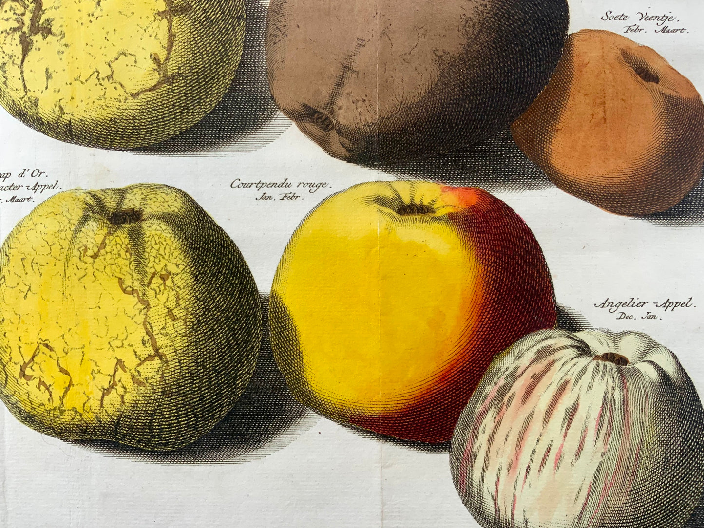 1758 Pommes, fruits, gravure sur cuivre in-folio d'après Knoop par JC Philips, botanique 