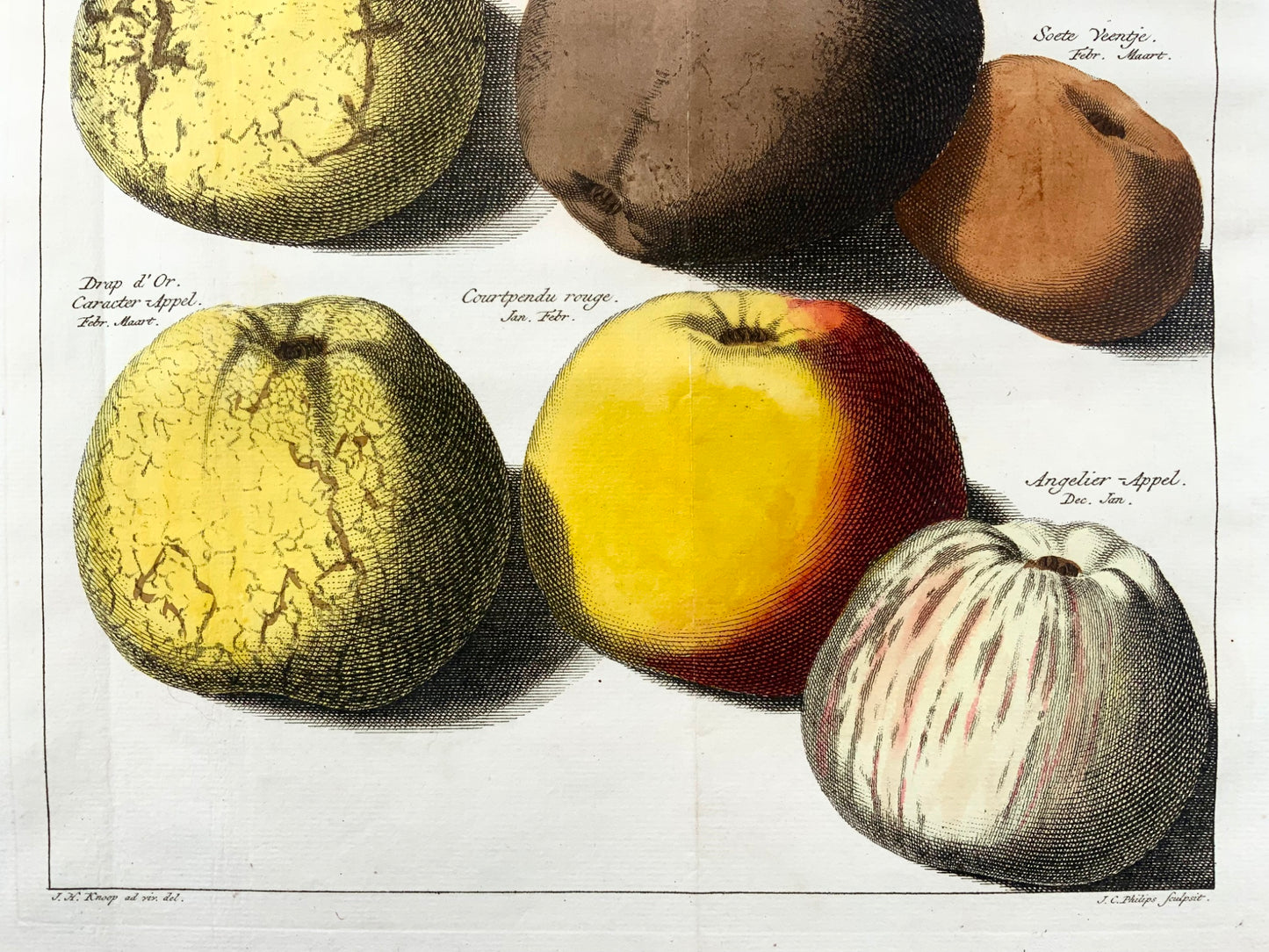 1758 Apples, fruit, folio copper engraving after Knoop by J.C. Philips, botany