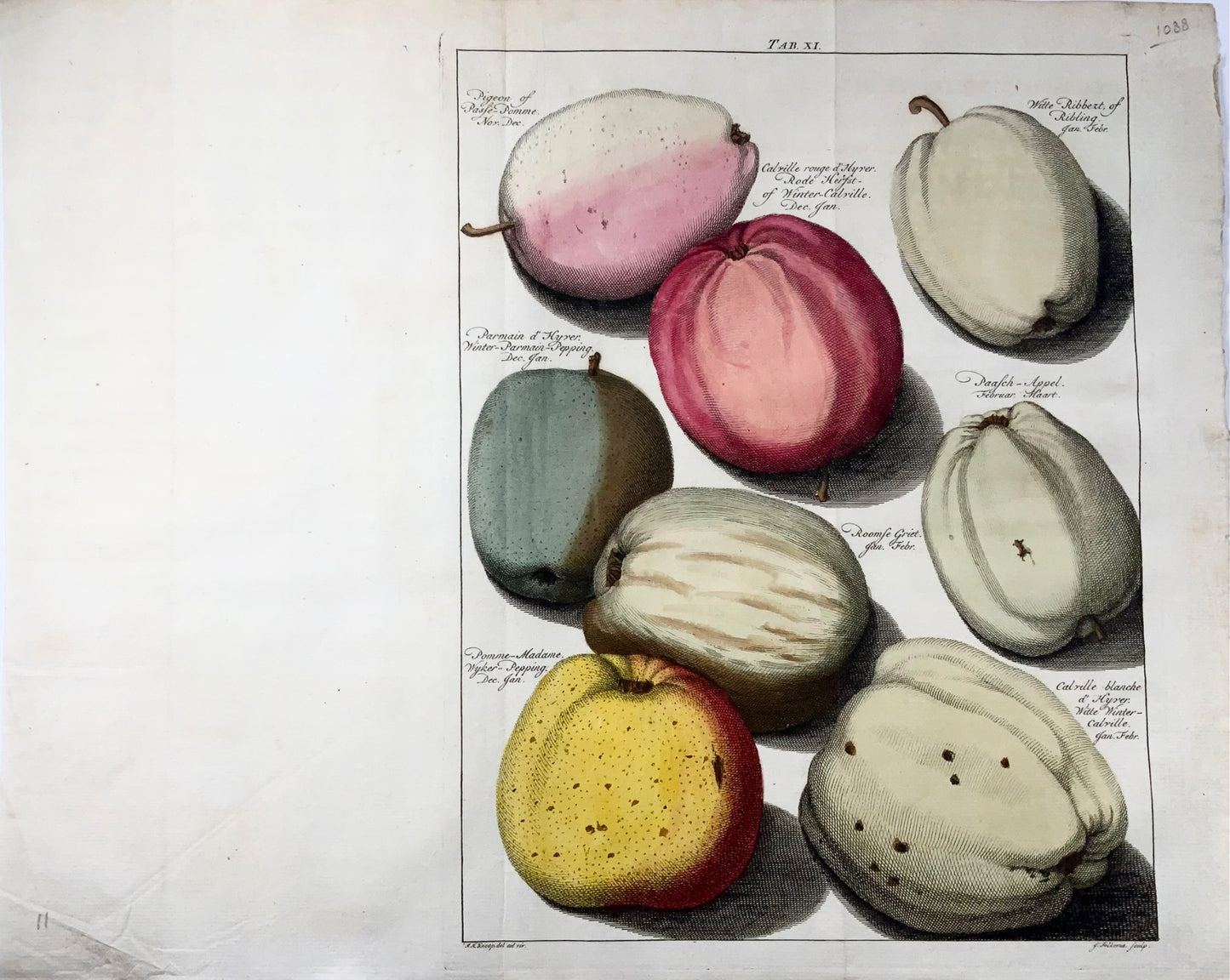 1758 Pommes, fruits, gravure sur cuivre in-folio d'après Knoop par J. Folkema, botanique 