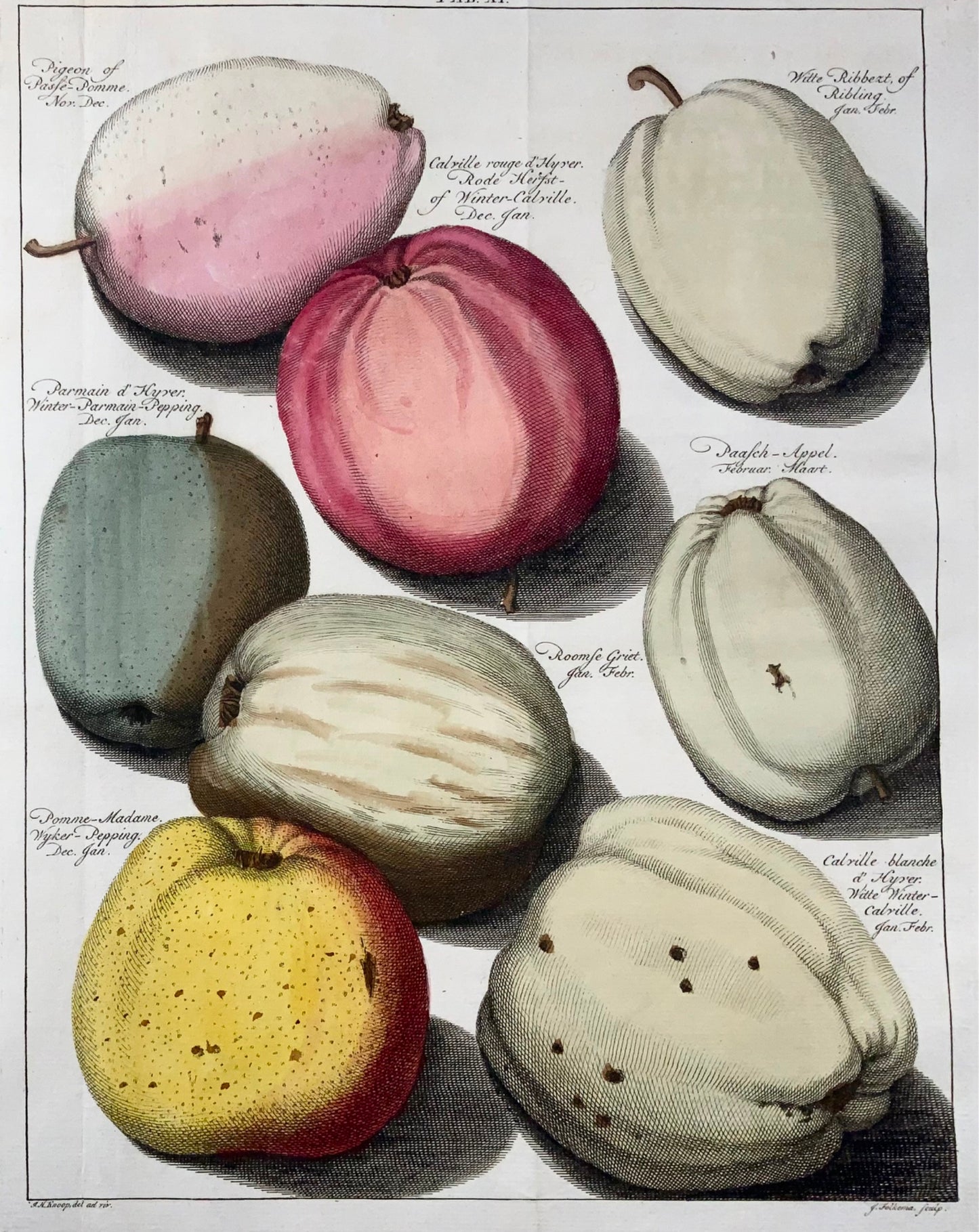 1758 Pommes, fruits, gravure sur cuivre in-folio d'après Knoop par J. Folkema, botanique 