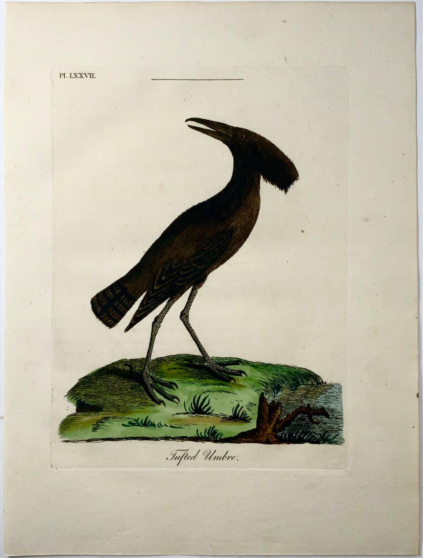 1785 Tufted Umbre, John Latham, Synopsis, oiseaux, coloré à la main 