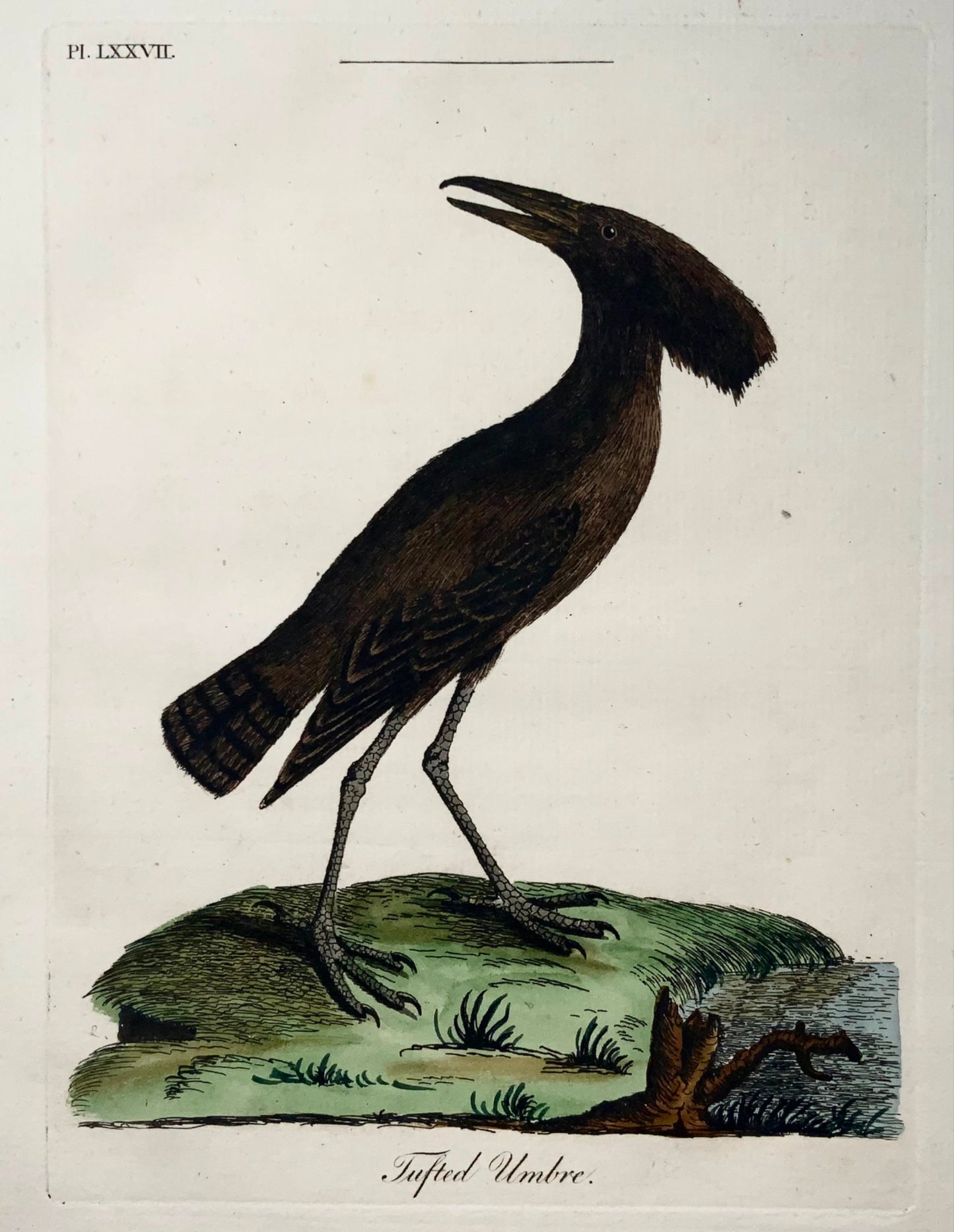 1785 Tufted Umbre, John Latham, Synopsis, birds, hand coloured