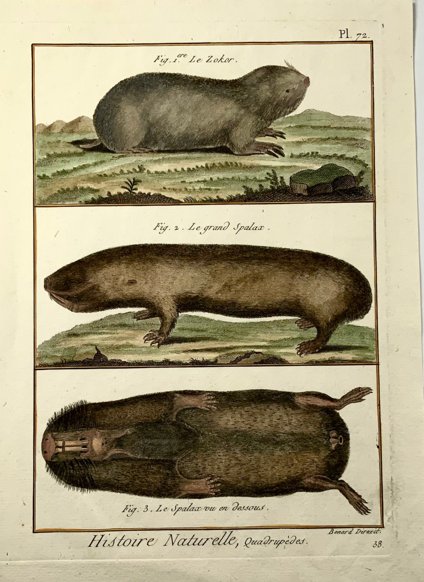 1780 c Spalax, Zokor Moles, mammals, Diderot quarto edition, hand coloured