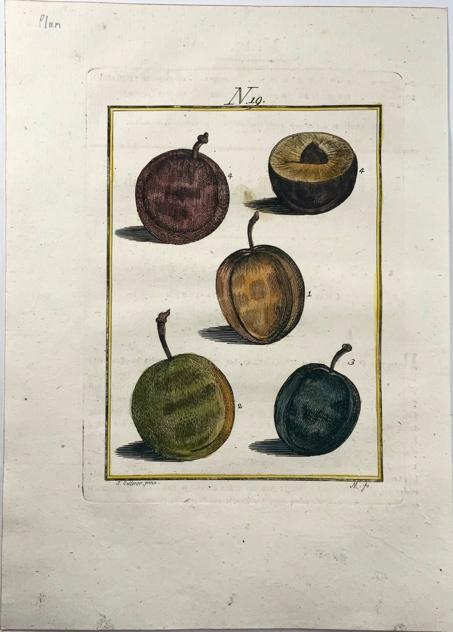 1790 Plum Tree, Fruit - Joh. Sollerer hand coloured engraving