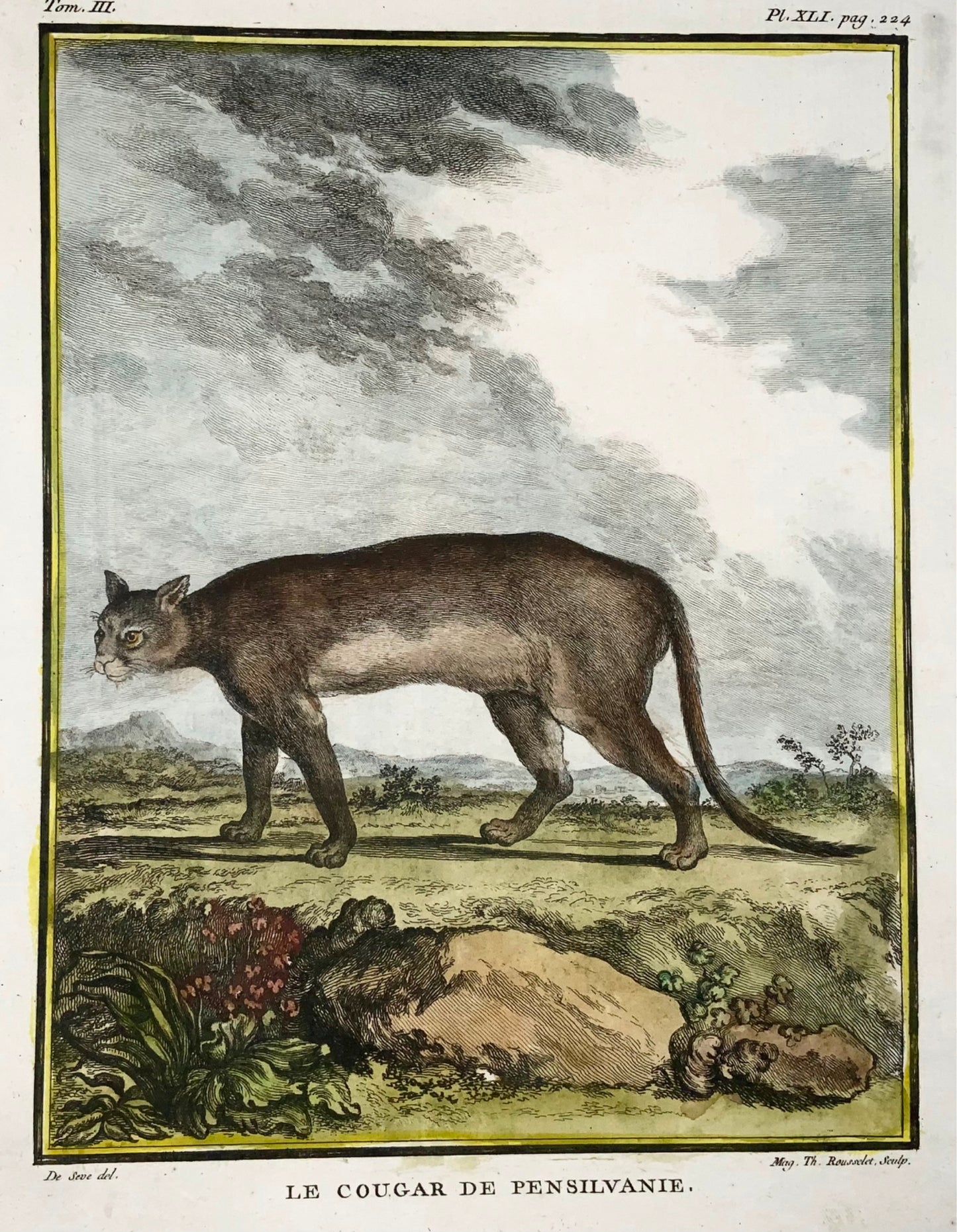 1779 American Cougar, Rousselet; J. de Seve, Mammal, 4to engraving