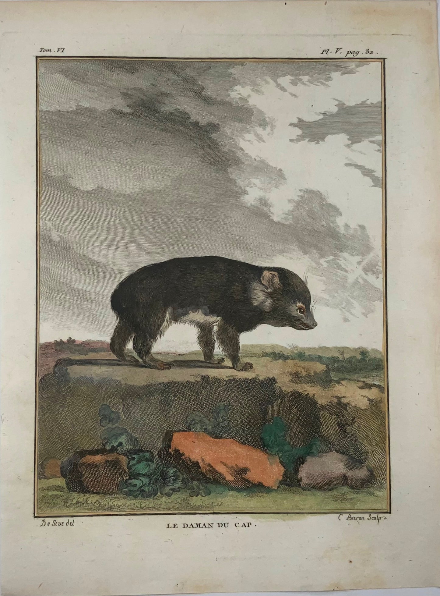 1779 Daman des rochers ; J. de Sève, Mammifère, gravure in-4