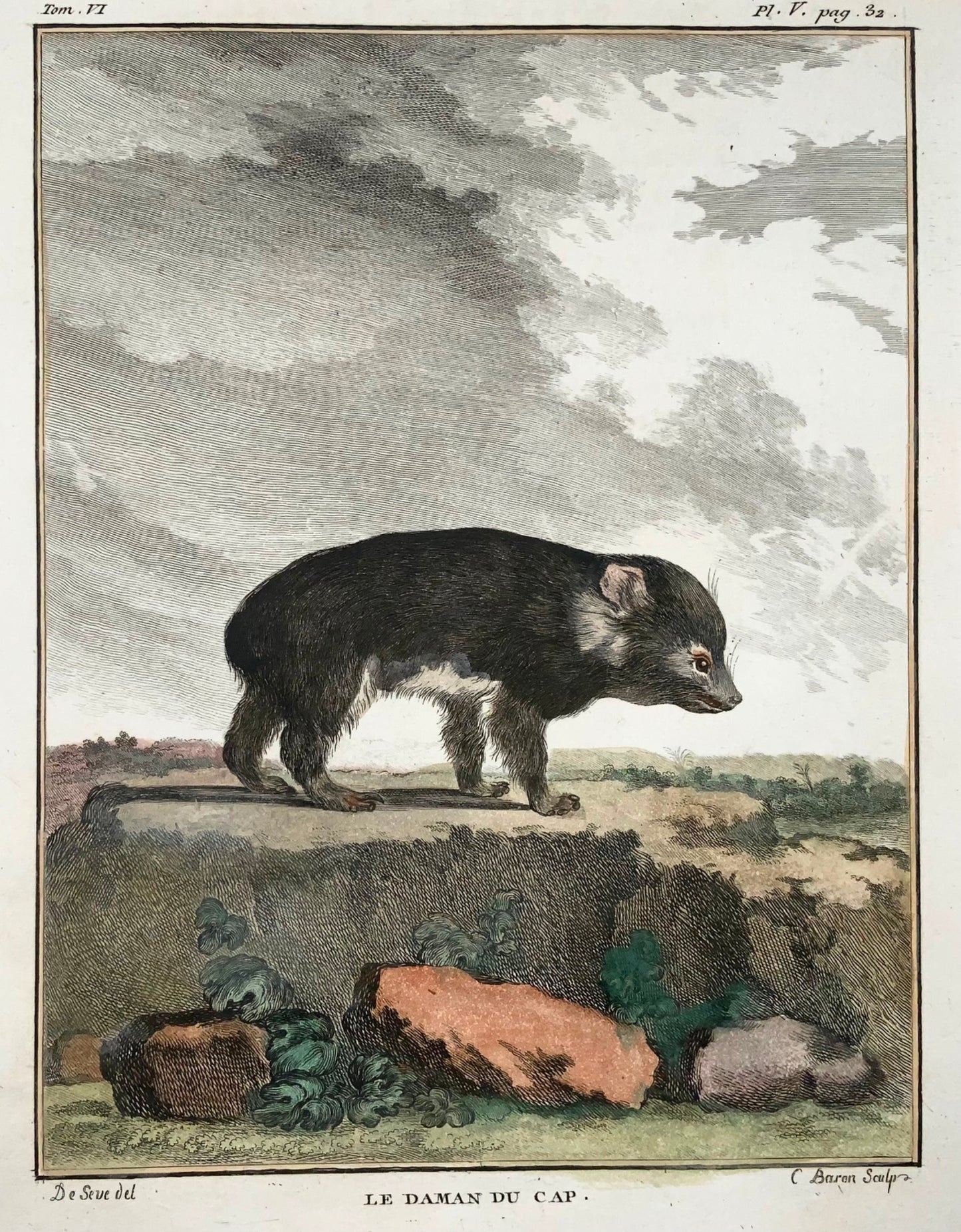 1779 Rock Hyrax; J. de Seve, Mammal, 4to engraving