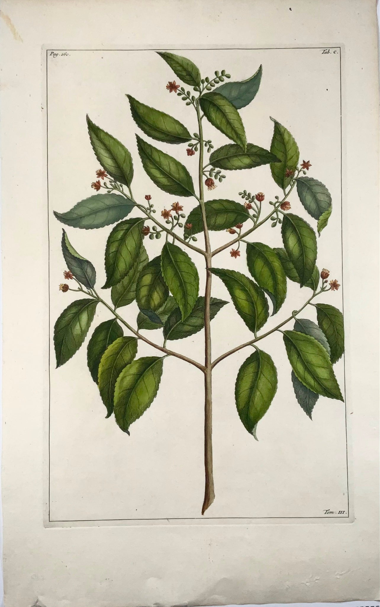 1741 Elaeocarpus Ganitrus, Rumpf, Herbarium Amboinense, hand colour, folio, botany