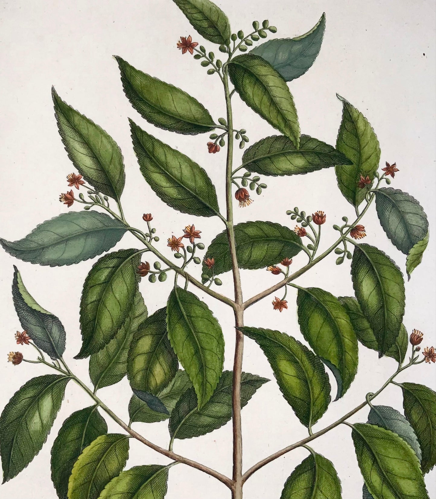 1741 Elaeocarpus Ganitrus, Rumpf, Herbarium Amboinense, hand colour, folio, botany