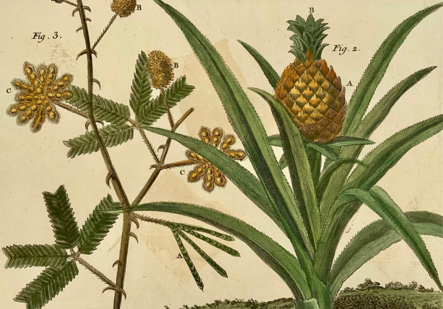 1780 Ananas, Bananes, Martinet, colorié à la main, Gravure Grand Folio 37,5 cm, botanique