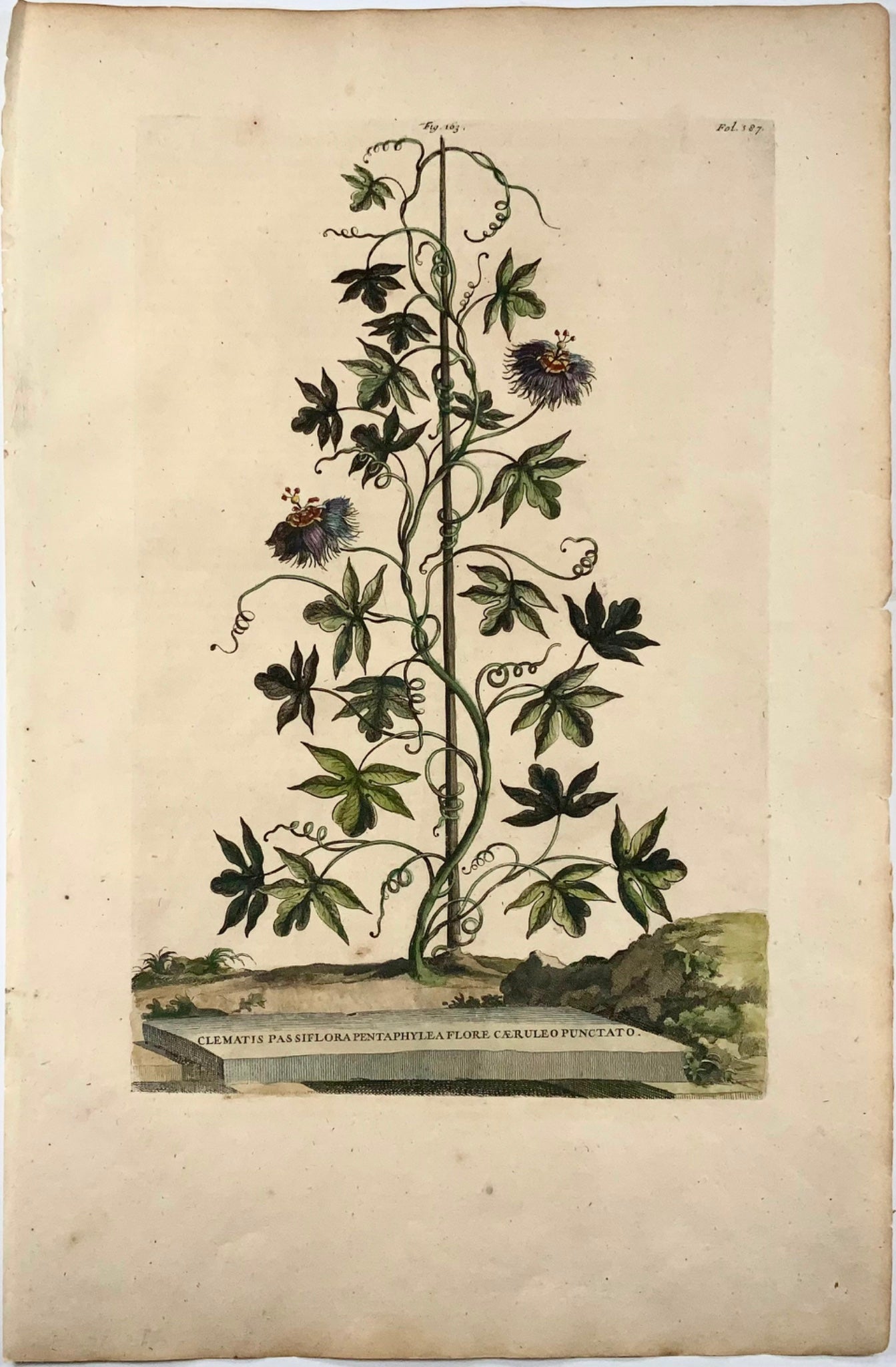 1696 Clematis Passiflora, grand folio, botanique, Abraham Munting, grand folio