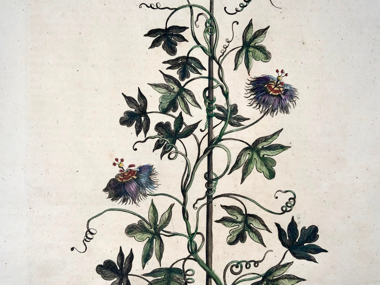 1696 Clematis Passiflora, grand folio, botanique, Abraham Munting, grand folio