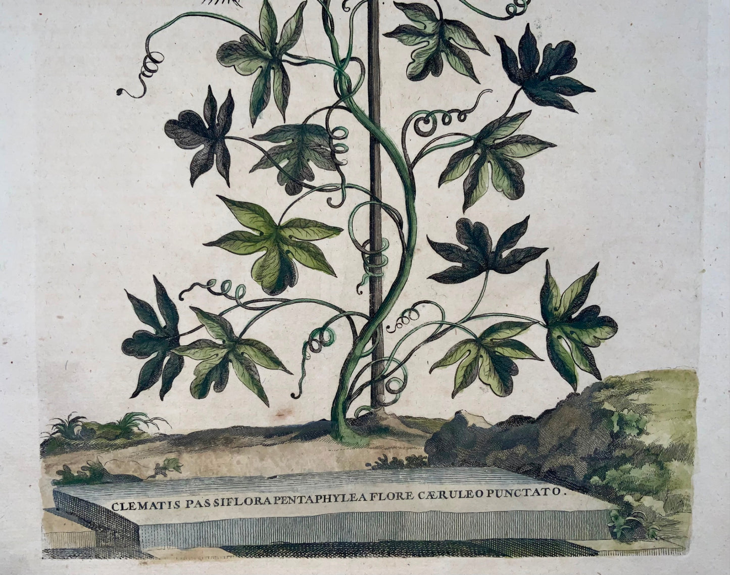 1696 Clematis Passiflora, grand folio, botanique, Abraham Munting, grand folio
